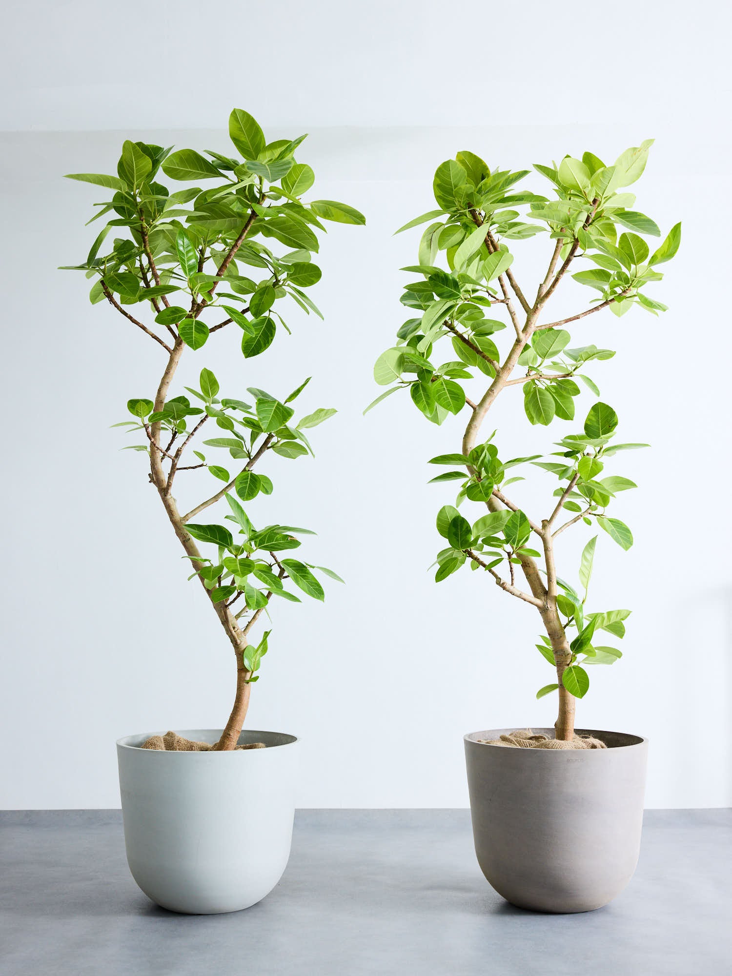 フィカス・アルテシマ まがり XL #2 【首都圏限定】 | 観葉植物の通販