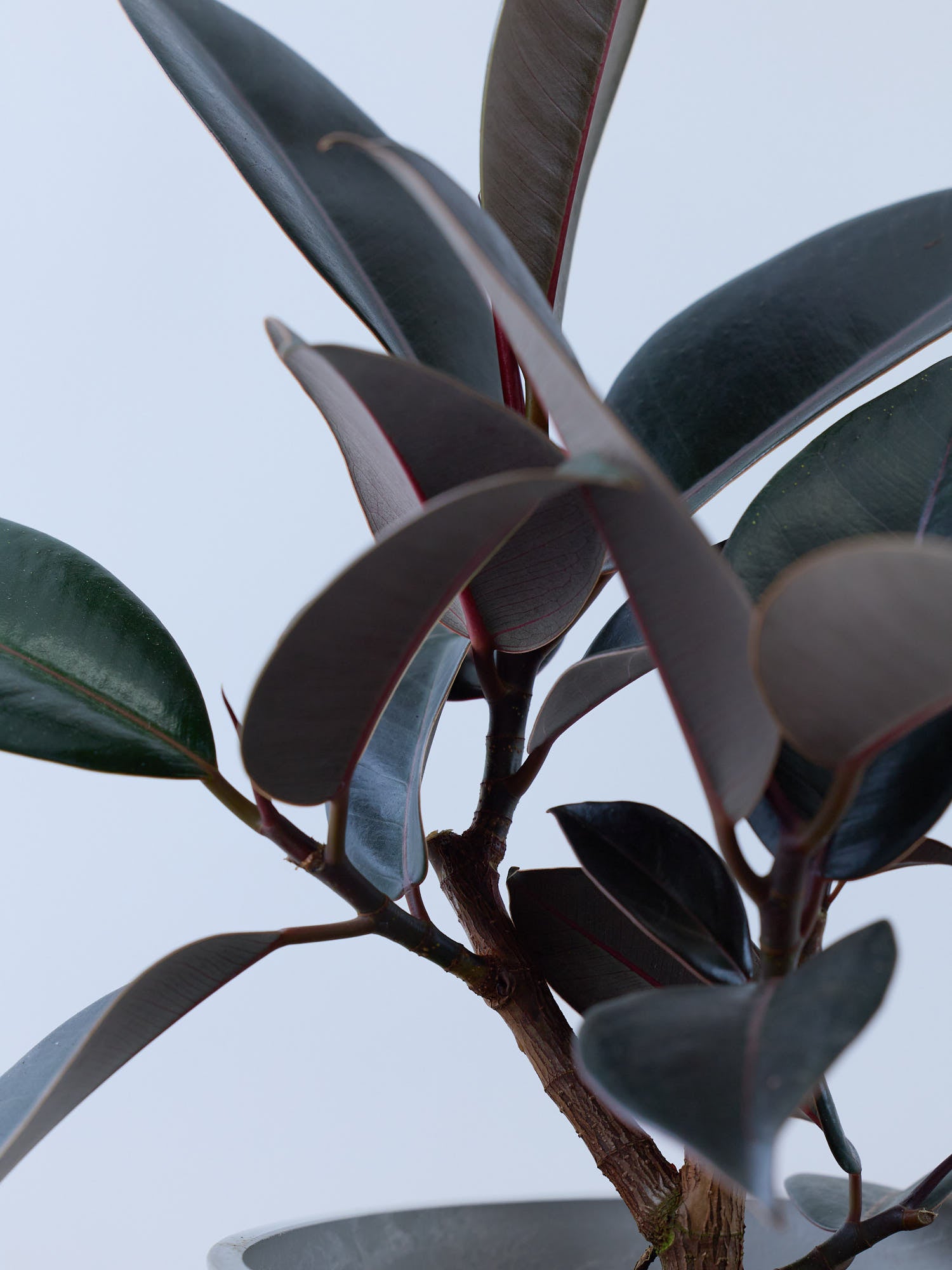 フィカス・バーガンディ S | 観葉植物の通販 AND PLANTS (アンドプランツ)