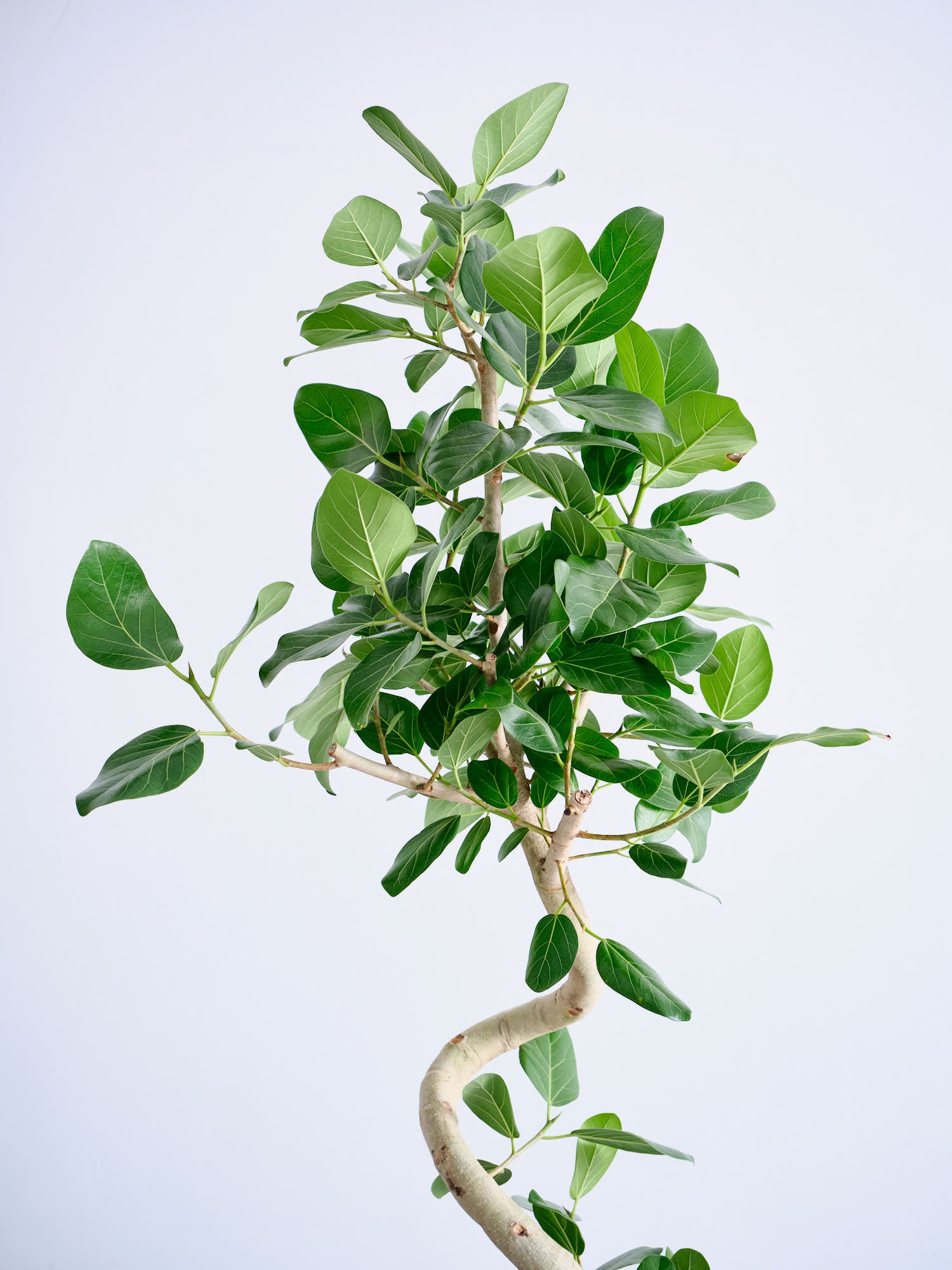 フィカス・ベンガレンシス まがり L 〈沖縄産〉 | 観葉植物の通販 AND