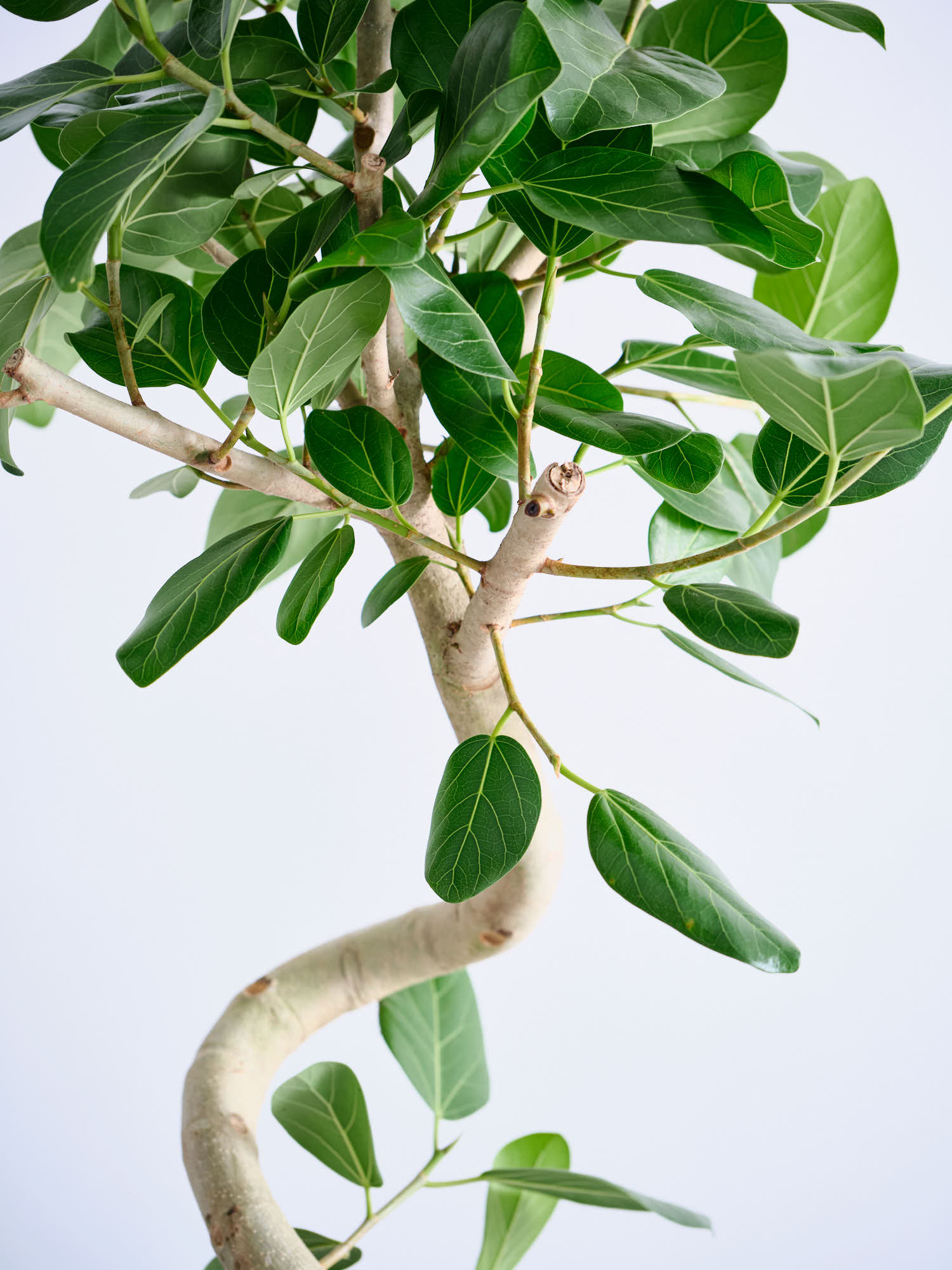 フィカス・ベンガレンシス まがり L 〈沖縄産〉 | 観葉植物の通販 AND