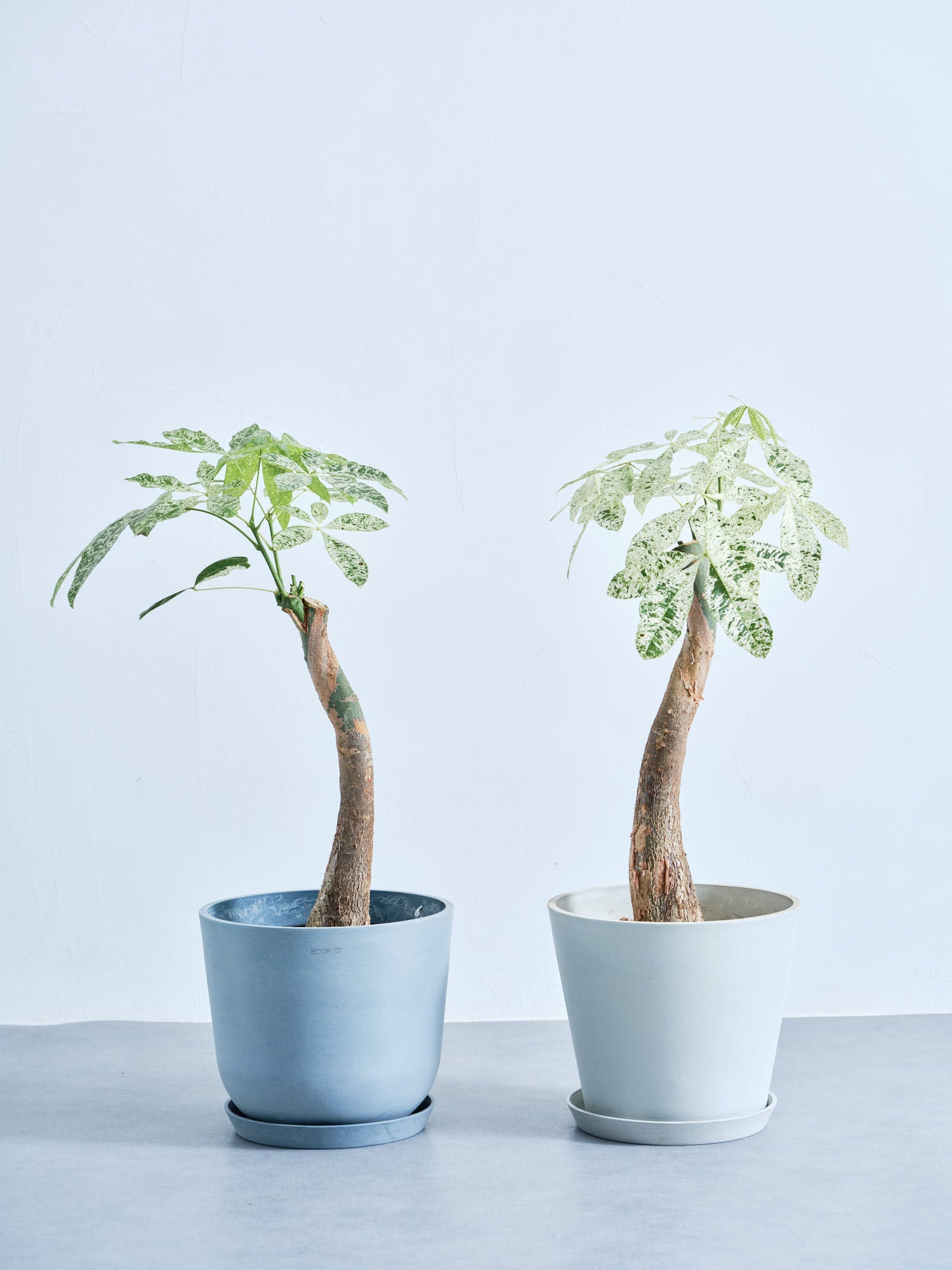 パキラ・ミルキーウェイ M | 観葉植物の通販 AND PLANTS (アンドプランツ)