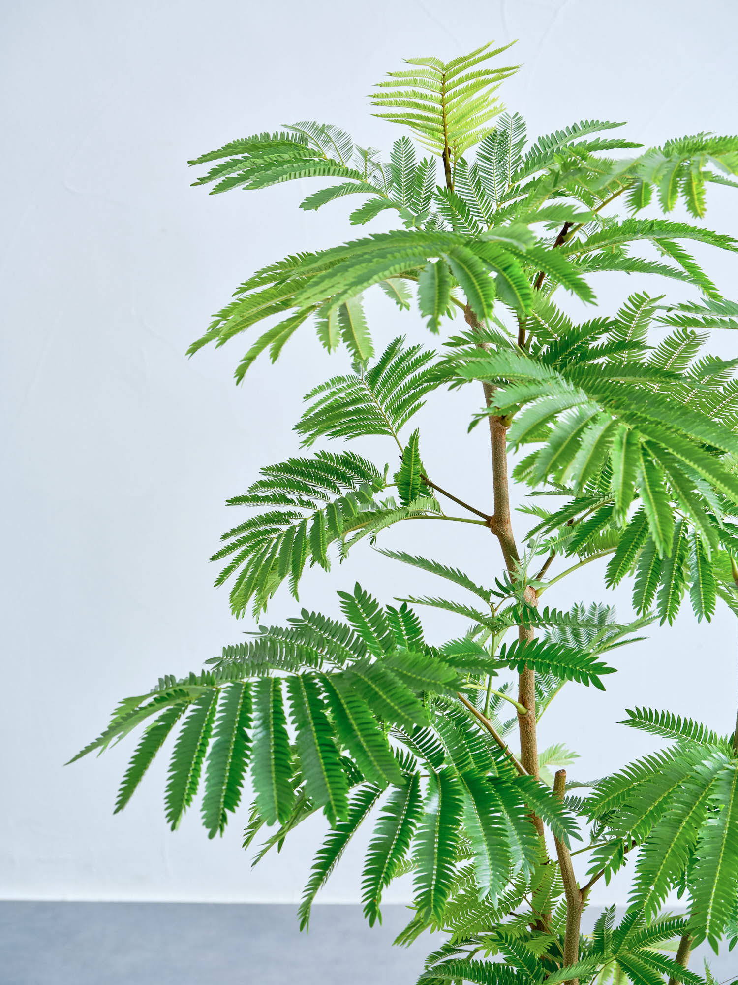 エバーフレッシュ M | 観葉植物の通販 AND PLANTS (アンドプランツ)