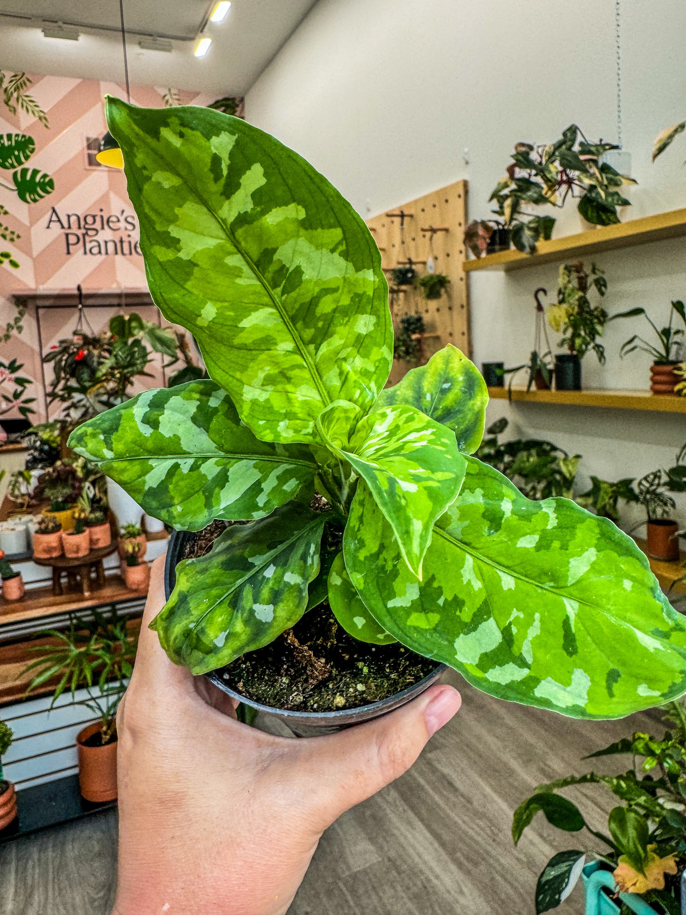 Aglaonema Tricolor Pictum – Angie's Planties