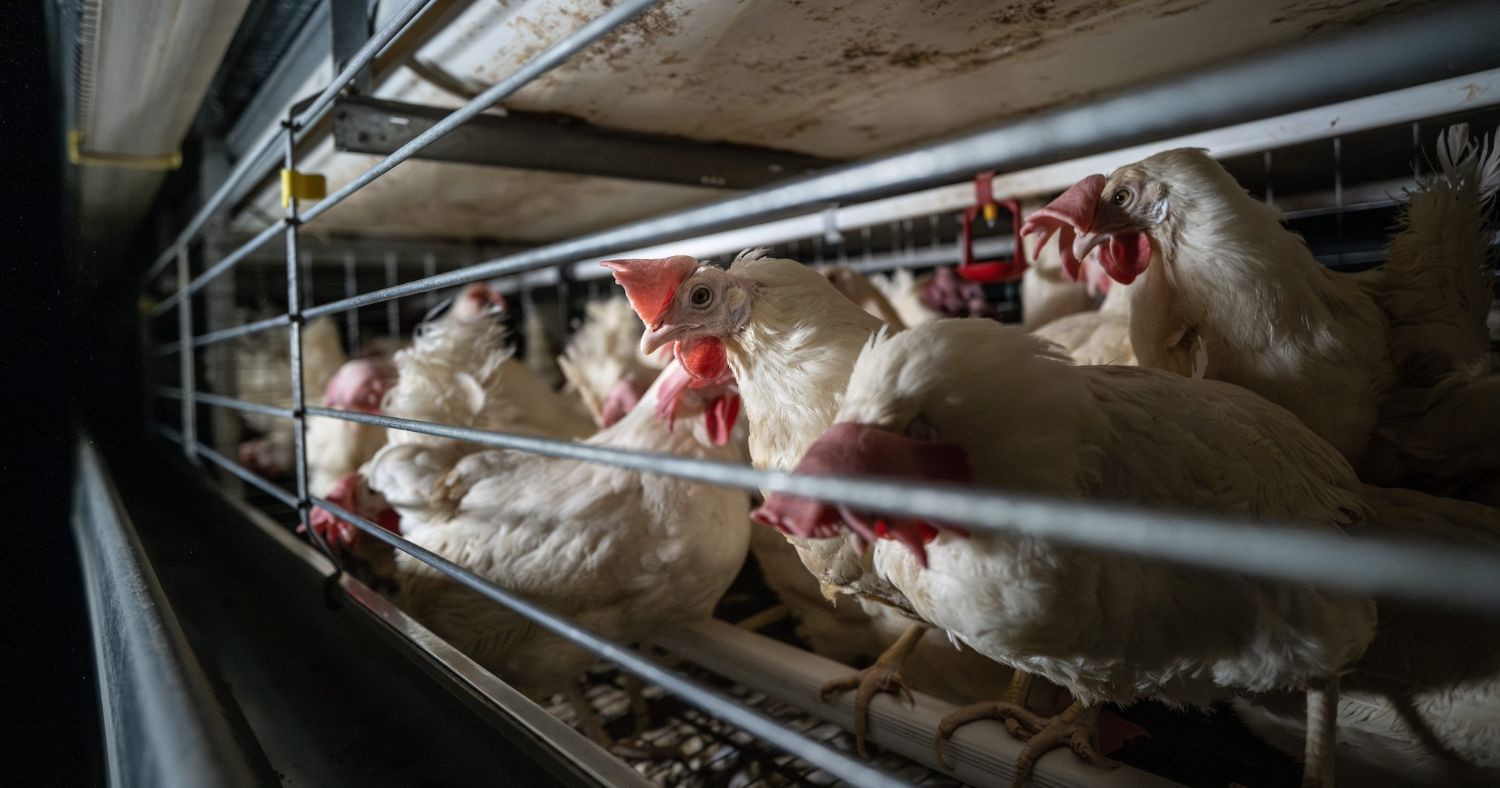 Caged Cruelty: Hidden-Camera Footage Shows Hens Suffering in Egg