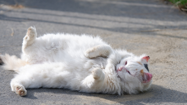 ASCII.jp：富士フイルム「X-A7」と16-80mmレンズで河川敷猫に会いに