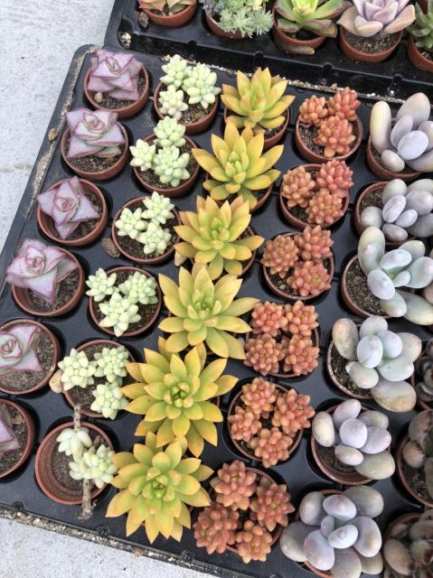 一寸多肉植物が入荷｜インテリアグリーンとギフト プランツ