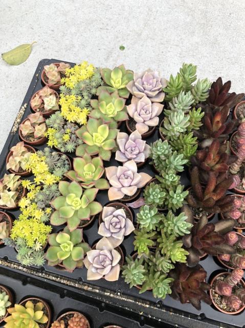 一寸多肉植物が入荷｜インテリアグリーンとギフト プランツ