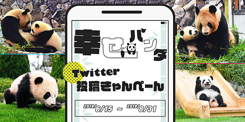 近畿日本ツーリスト関西、営業所でパンダと写って応募する「幸せパンダ