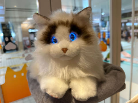 リアルなペットロボット「KIMIT ラグドール」がセガトイズから2月22日