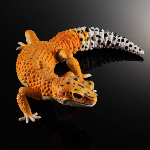 リアルな「ヒョウモントカゲモドキ」フィギュアがガシャポンオンライン