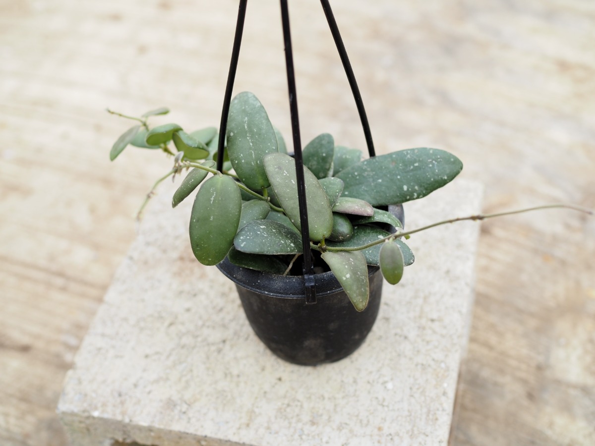 ホヤ・GPS7240_3号吊り鉢 | SHELF