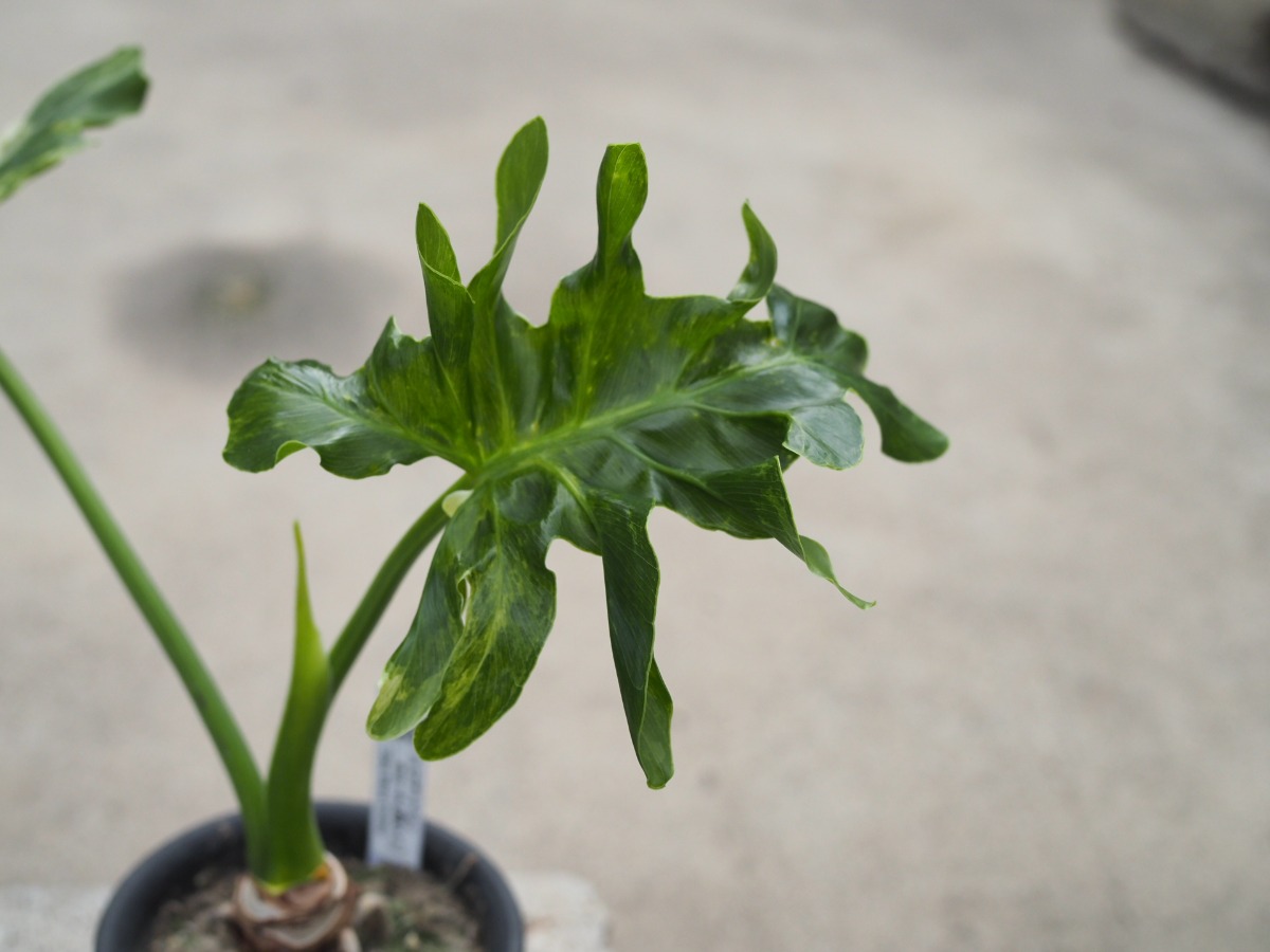 セローム_斑入り（根上がり） | SHELF