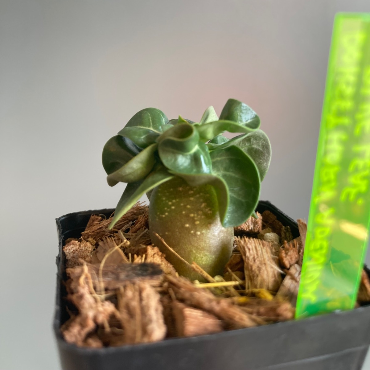 青いイナヅマ】獅子葉／ドーセットホーンアデニウム“ ブルーリーフ