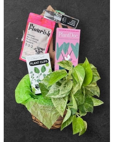 House Plant Mama in Naples FL - Driftwood Garden Center & Florist