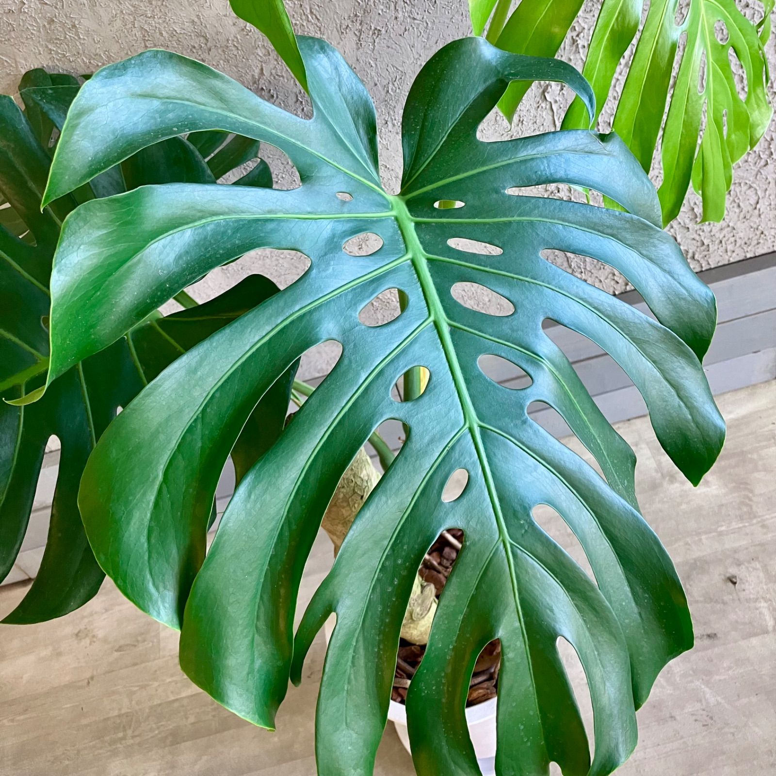 大型 幹極太 根上がり モンステラ デリシオーサ 9号 テラコッタ鉢植え