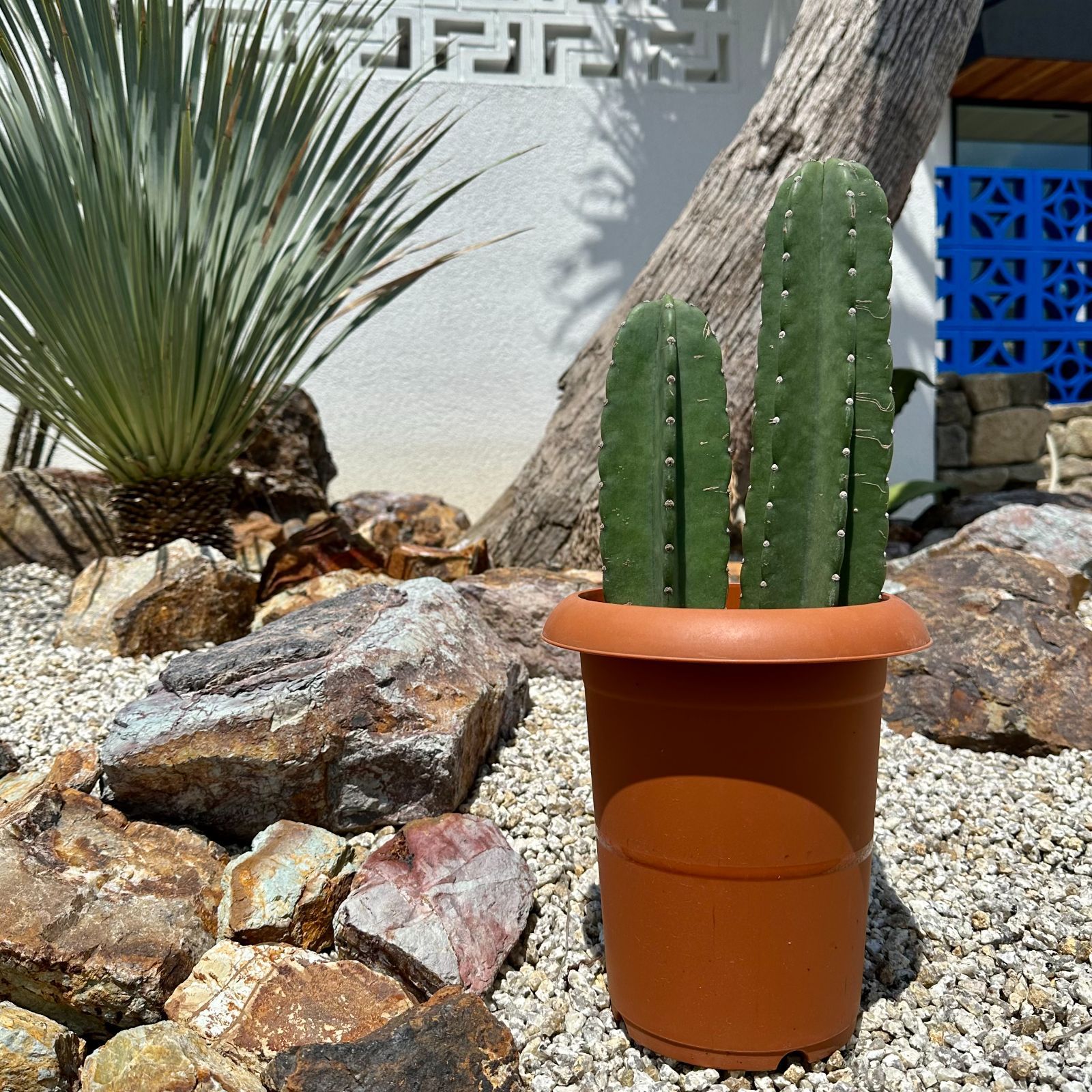 現品/発根済み】『柱サボテン』 ドライガーデン / ロックガーデン