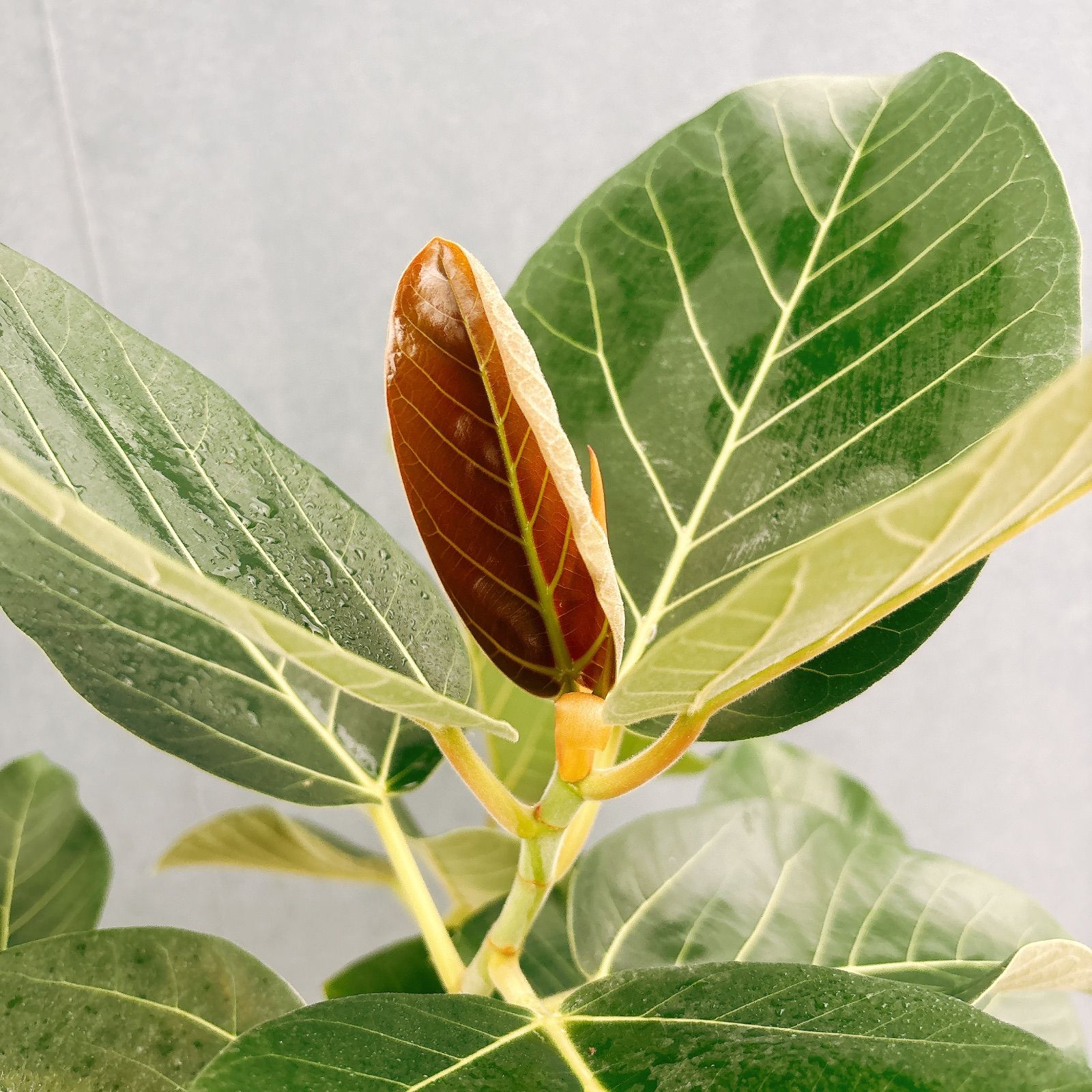 現品］【希少】S フィカス グランディス 曲がり 8号 観葉植物 室内