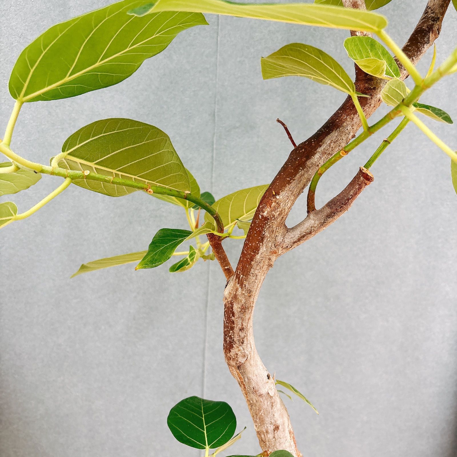 現品］【希少】S フィカス グランディス 曲がり 8号 観葉植物 室内