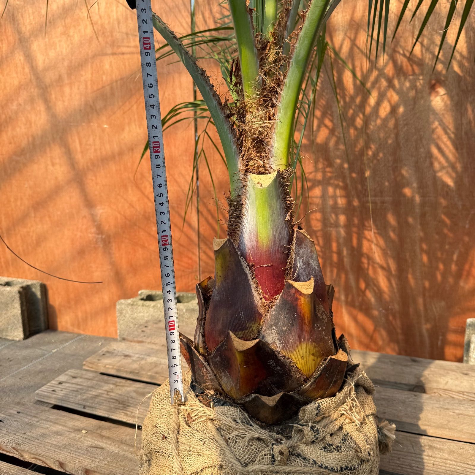 お庭がリゾートに🌴ココスヤシ【幹太60cm／葉先160cm】シルバーリーフ