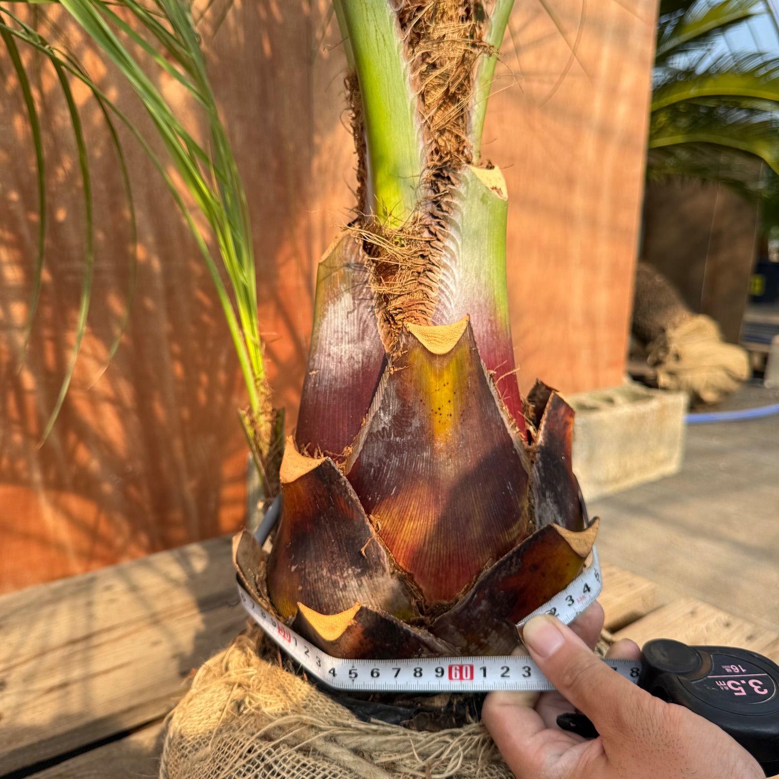 お庭がリゾートに🌴ココスヤシ【幹太60cm／葉先160cm】シルバーリーフ