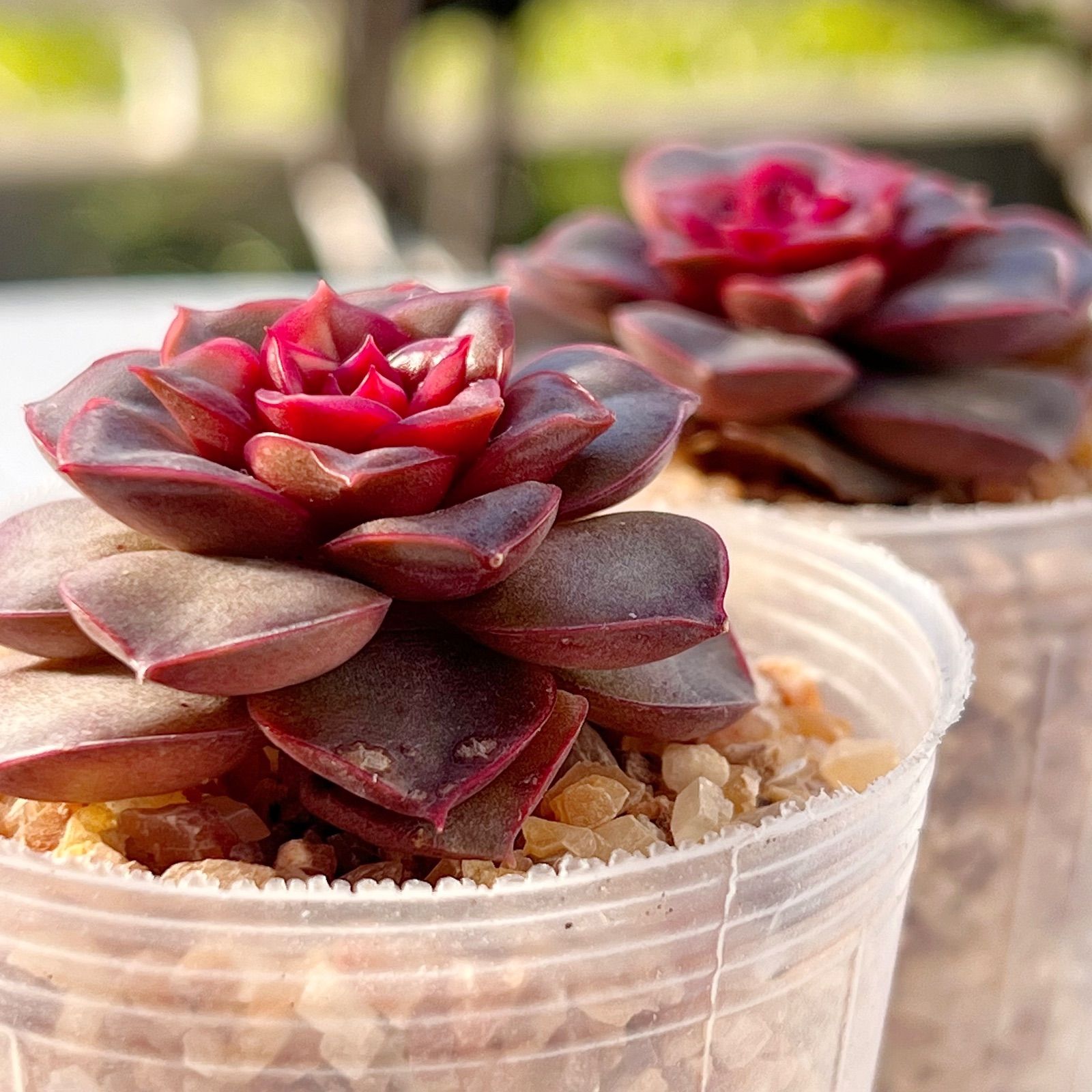 多肉植物 ローズロンゴ 韓国苗 - メルカリ