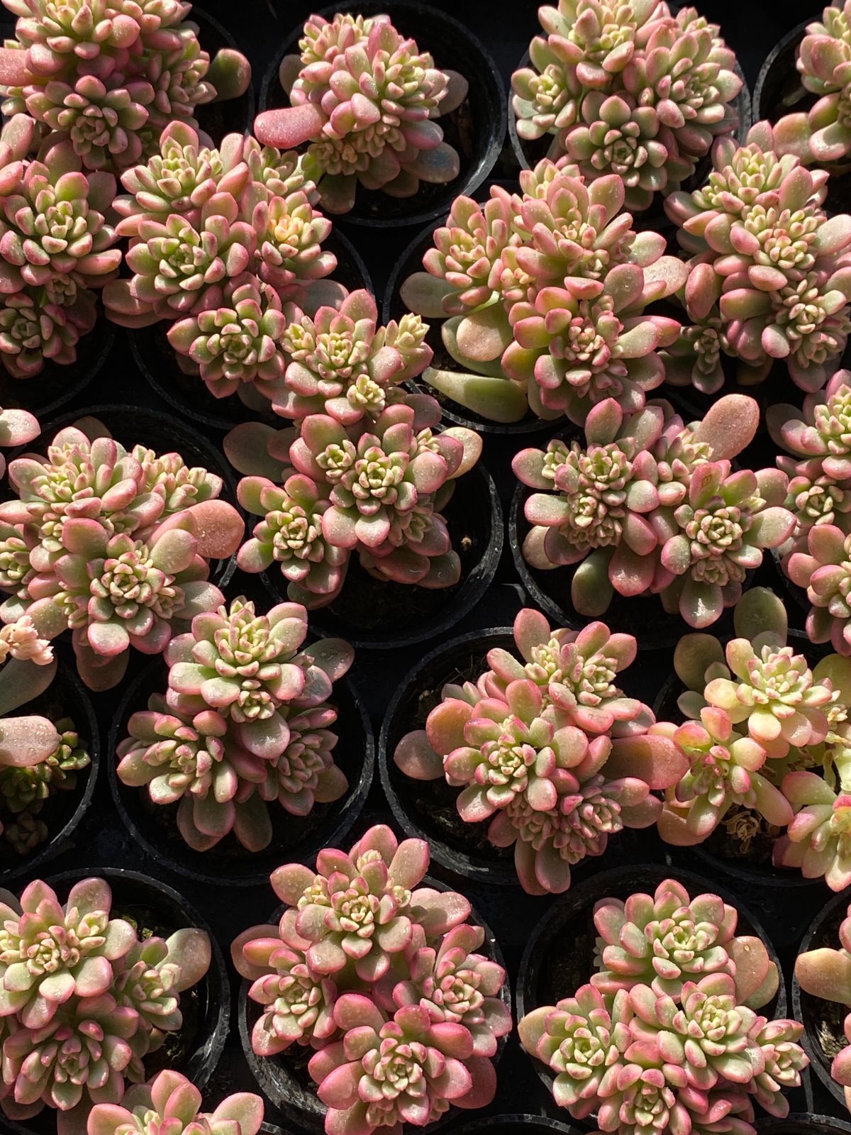 限定年末セール タロック錦 ZZ145×54苗 土鉢付き 多肉植物