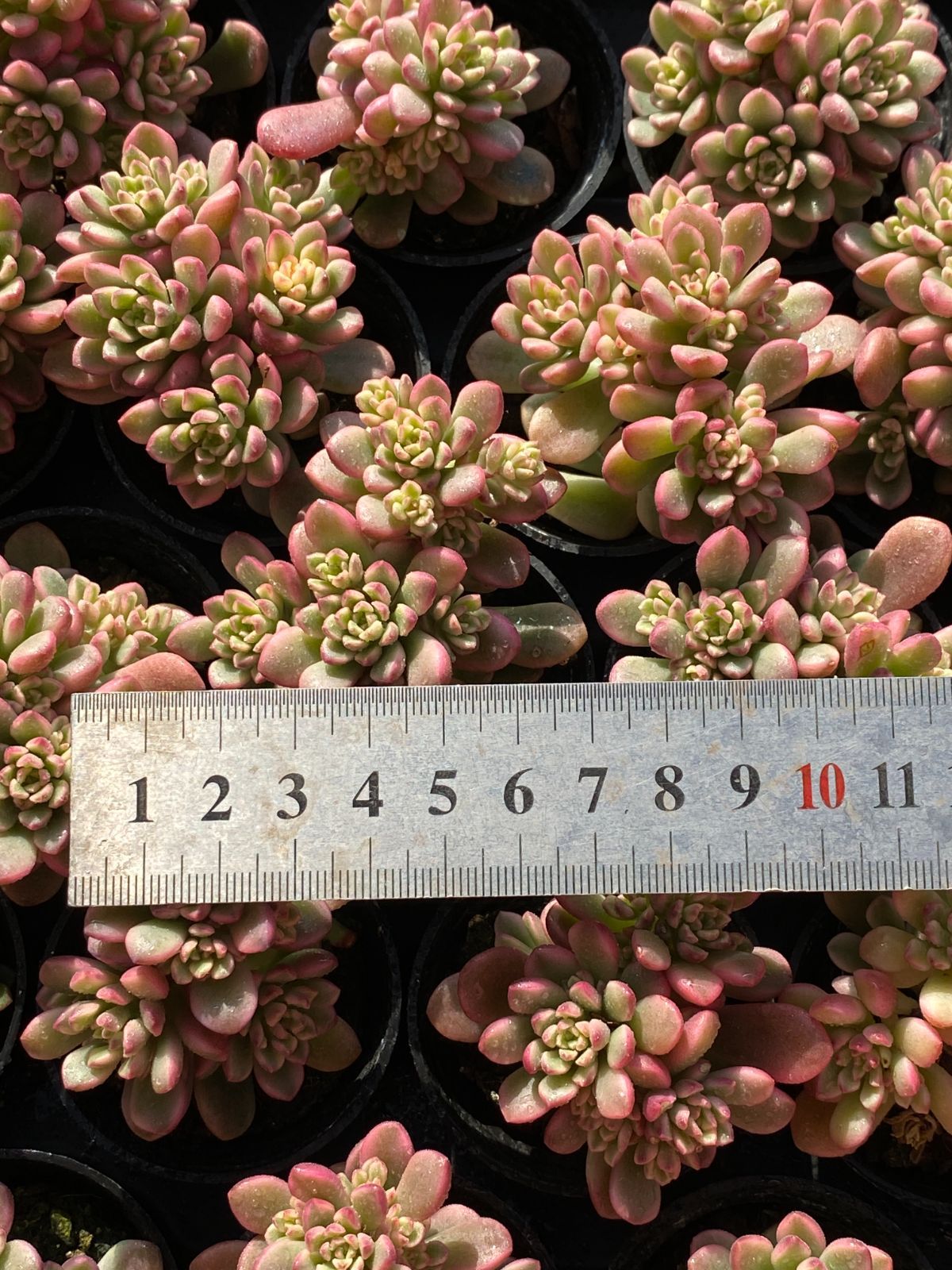 限定年末セール タロック錦 ZZ145×54苗 土鉢付き 多肉植物