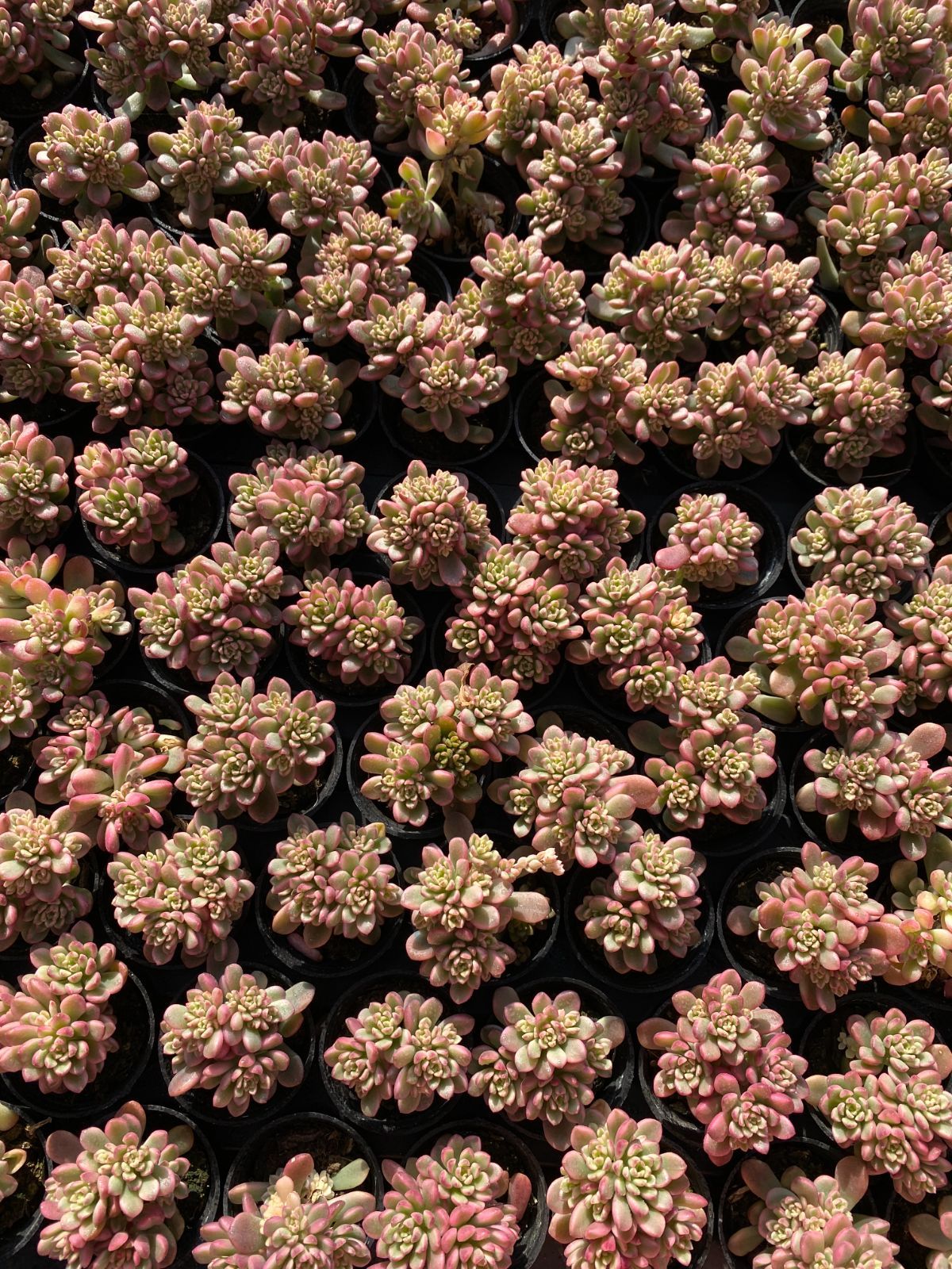 限定年末セール タロック錦 ZZ145×54苗 土鉢付き 多肉植物