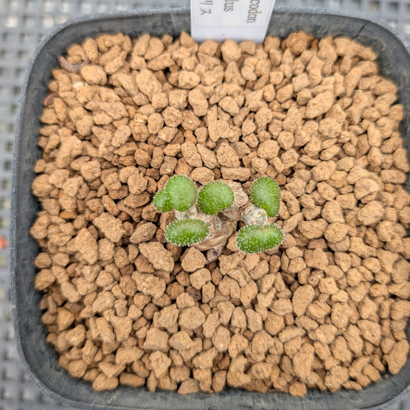 チレコドン プシルス ※メルカリ便(鉢植え) - メルカリ