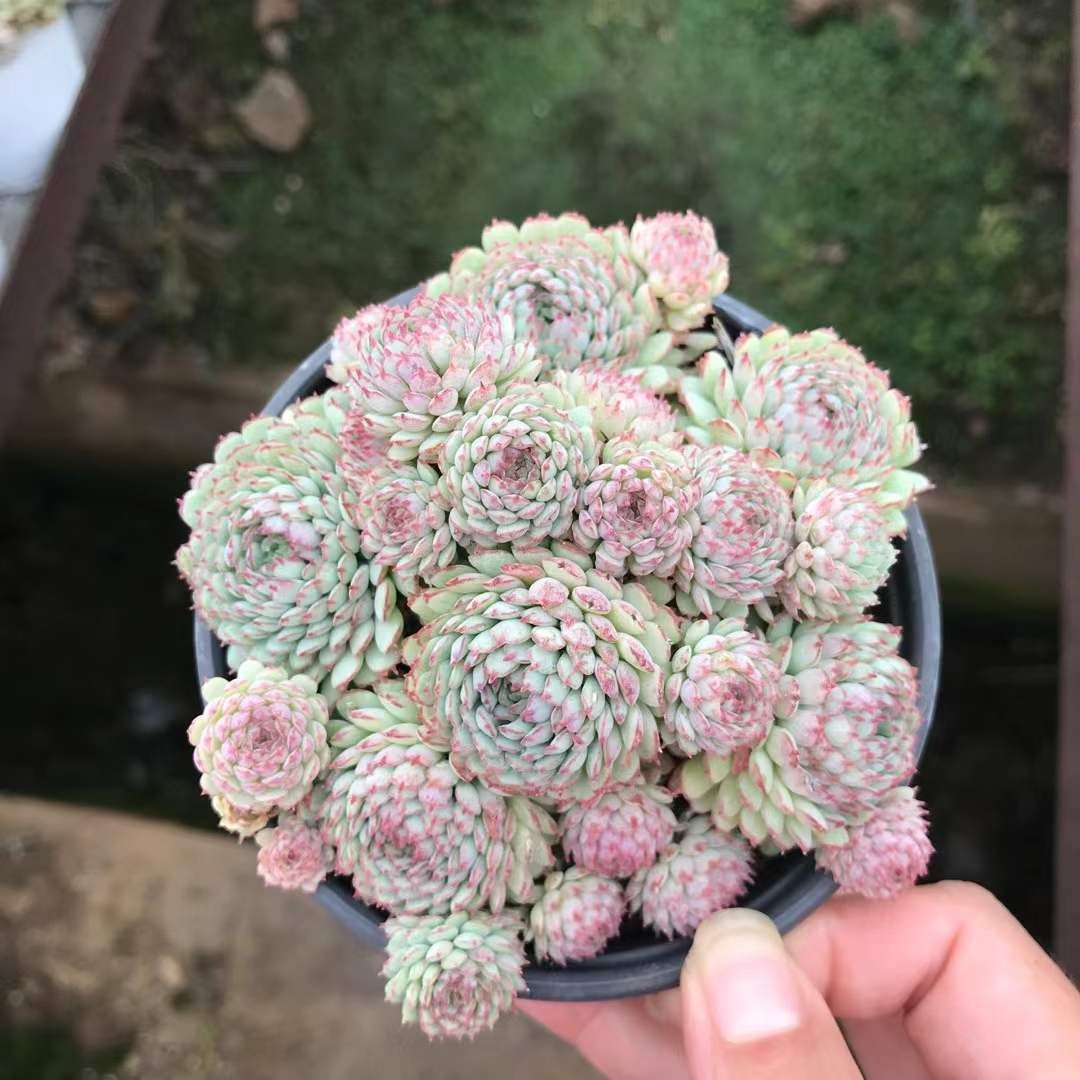 新入荷 ショウコウイ SKL1451×18苗 抜き苗 多肉植物 詰め合わせ