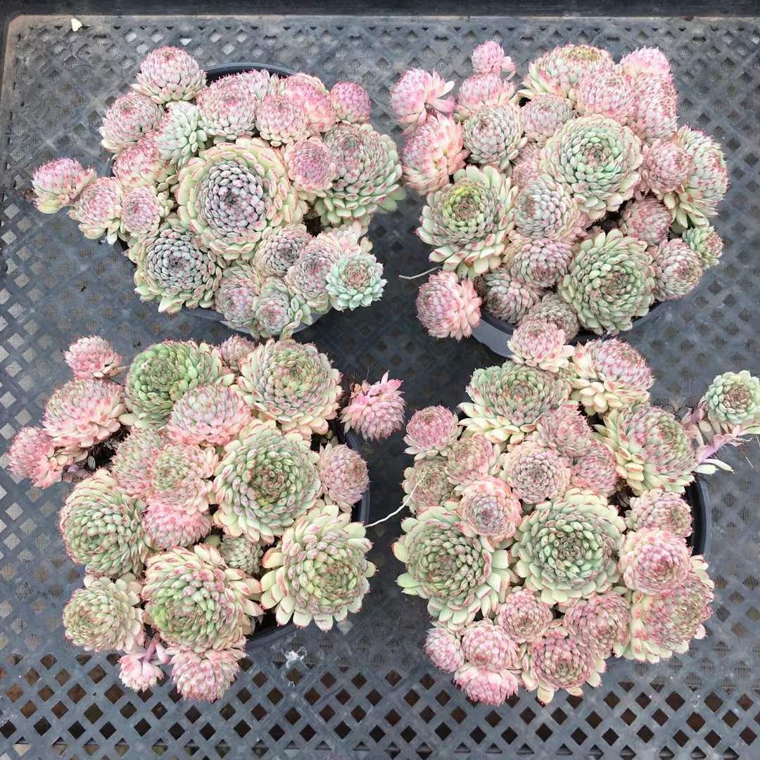 新入荷 ショウコウイ SKL1451×18苗 抜き苗 多肉植物 詰め合わせ