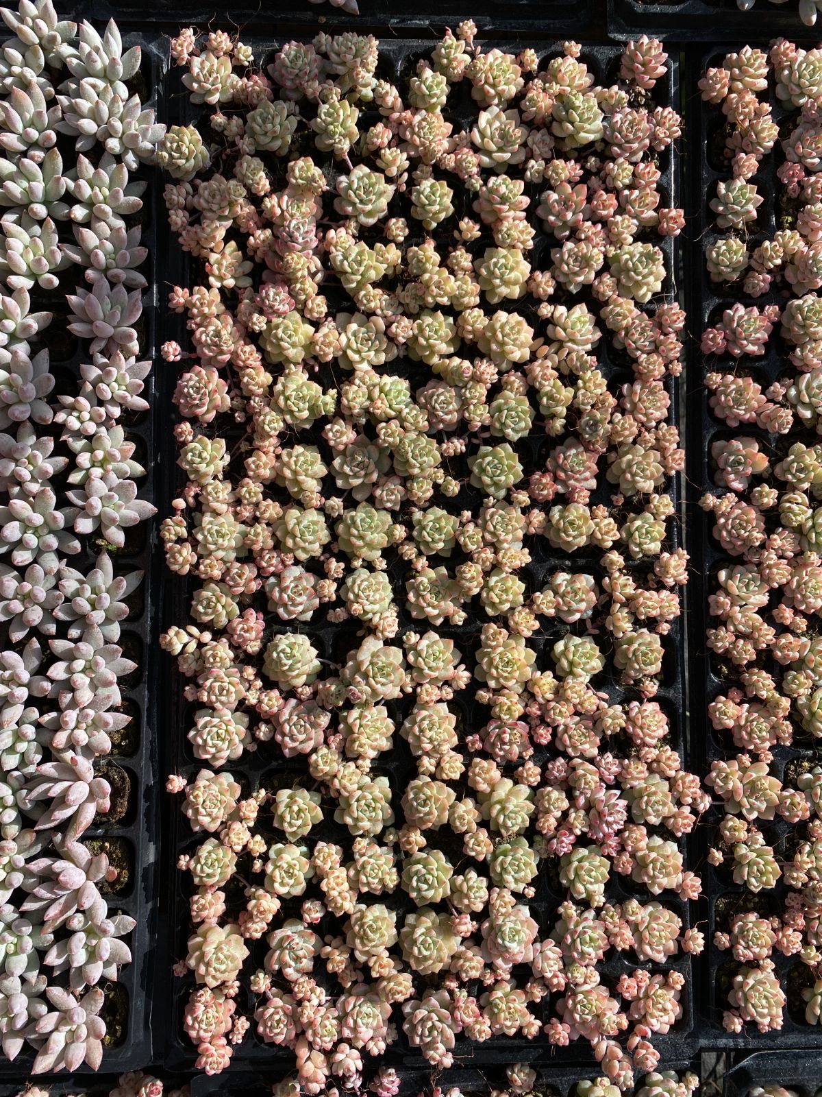 新入荷 キャラメルスプライト XQS26×105苗 土付き 多肉植物 詰め合わせ