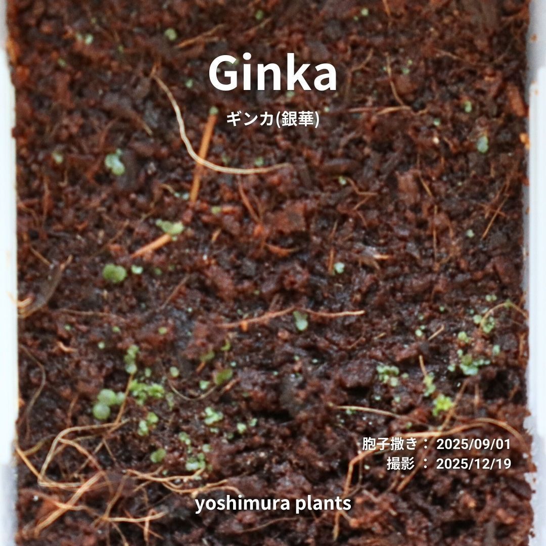 胞子] Ginka ギンカ 銀華 ビカクシダ - メルカリ