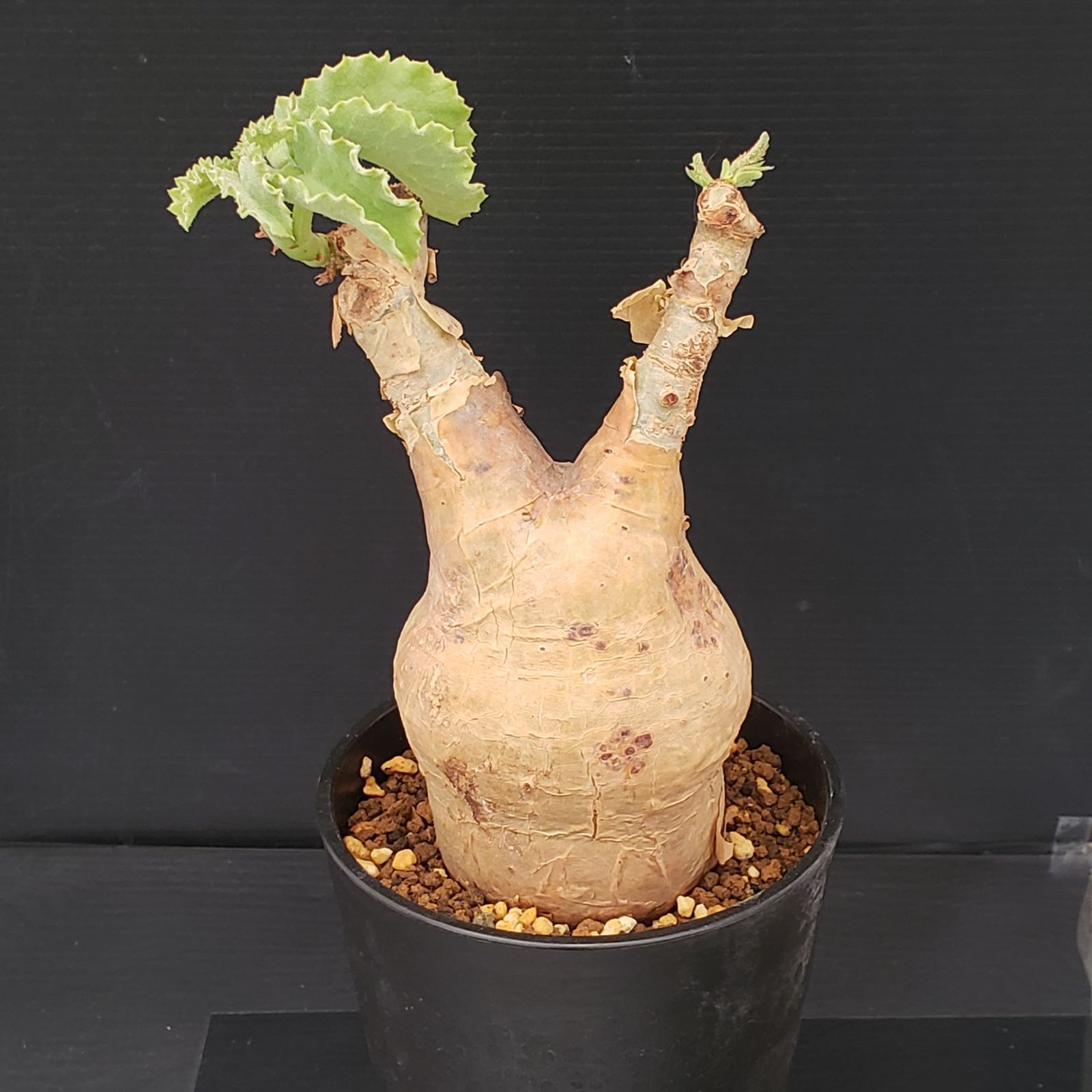 30現地発根株⁄大まんまる低重心キフォステンマ・ウター 20【現地発