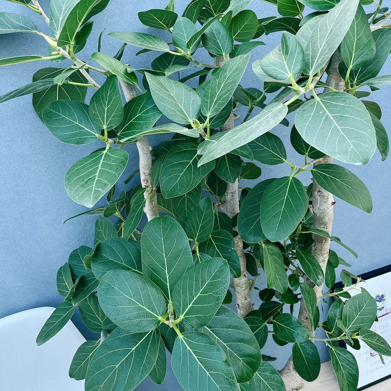 現品］☆極太☆ 99番 フィカス ベンガレンシス 10号 観葉植物 室内