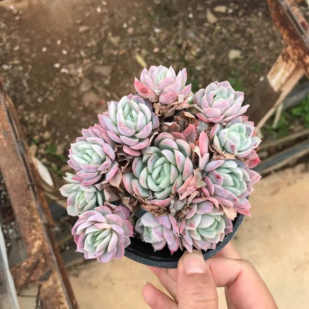 多肉植物 Z1208 クイーンローズニシキ 18株 抜き苗 エケベリア セダム