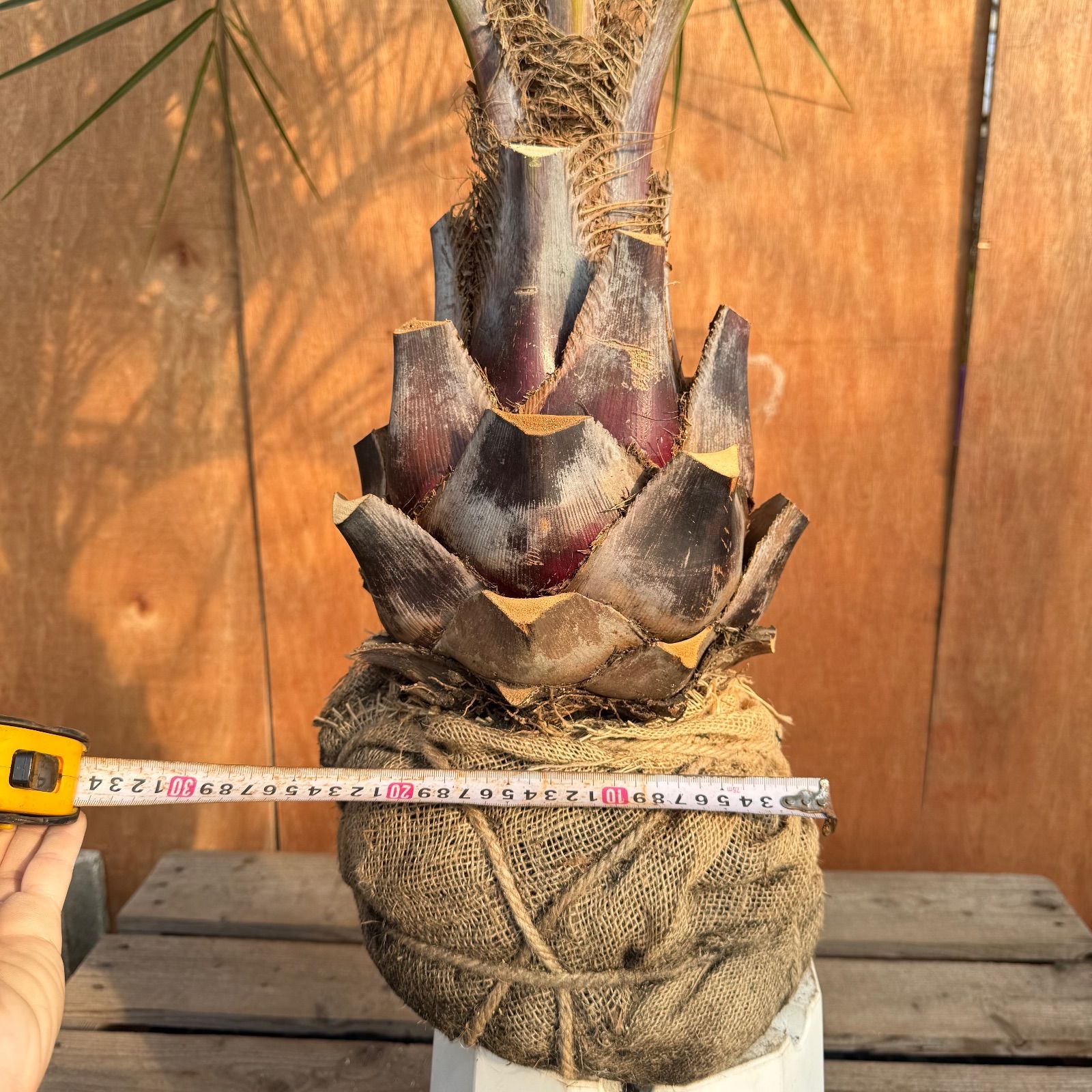 お庭がリゾートに🌴ココスヤシ【幹太70cm／葉先150cm】シルバーリーフ