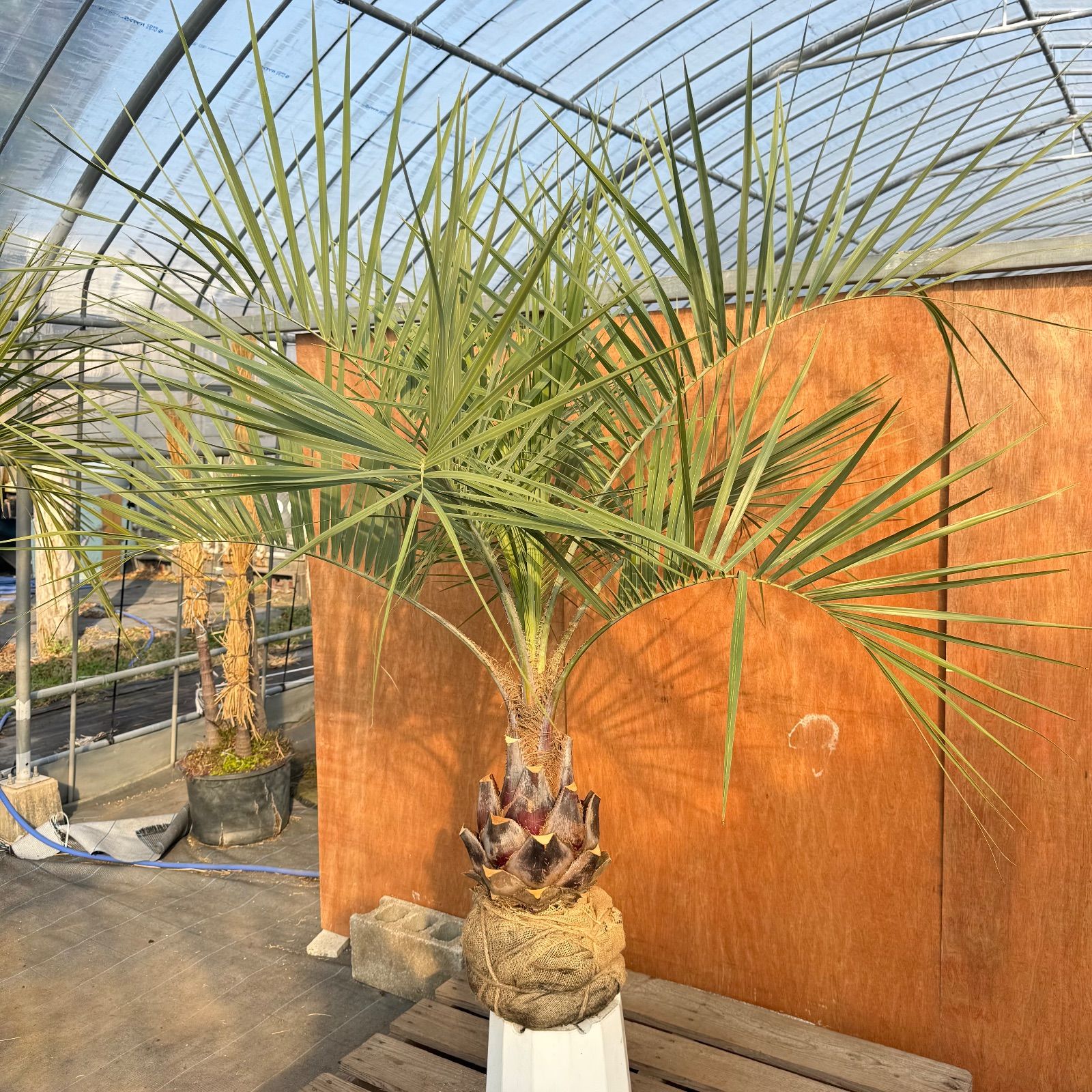 お庭がリゾートに🌴ココスヤシ【幹太70cm／葉先150cm】シルバーリーフ