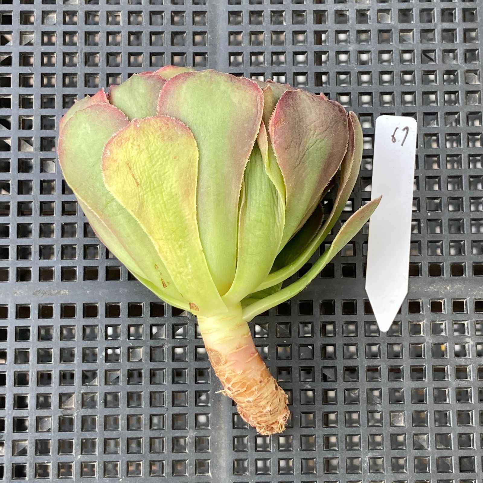 新入荷｜送料込】アエオニウム 韓国苗 プリンセス（Aeonium Princess