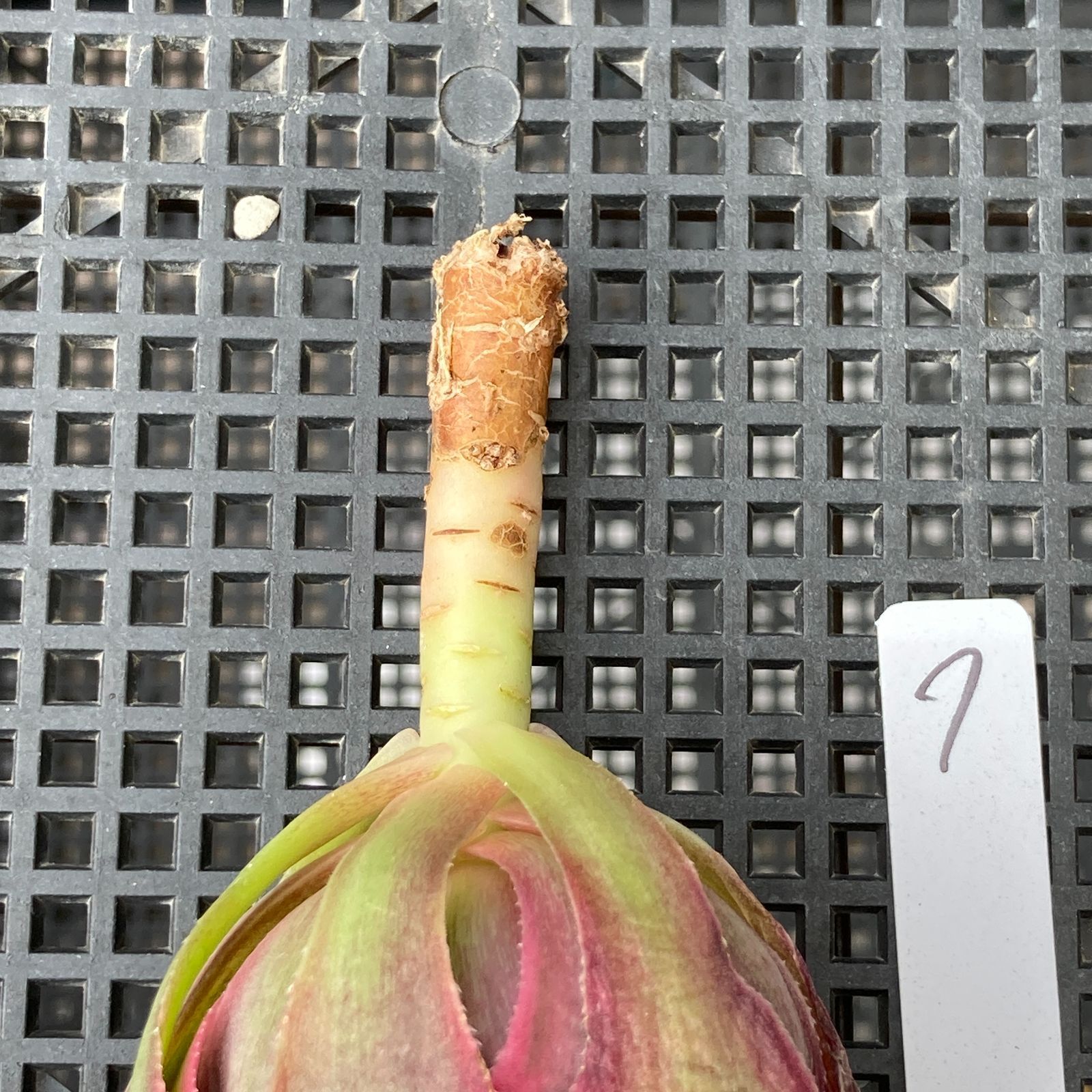 新入荷｜送料込】アエオニウム 韓国苗 フラワーダンス（Aeonium Flower