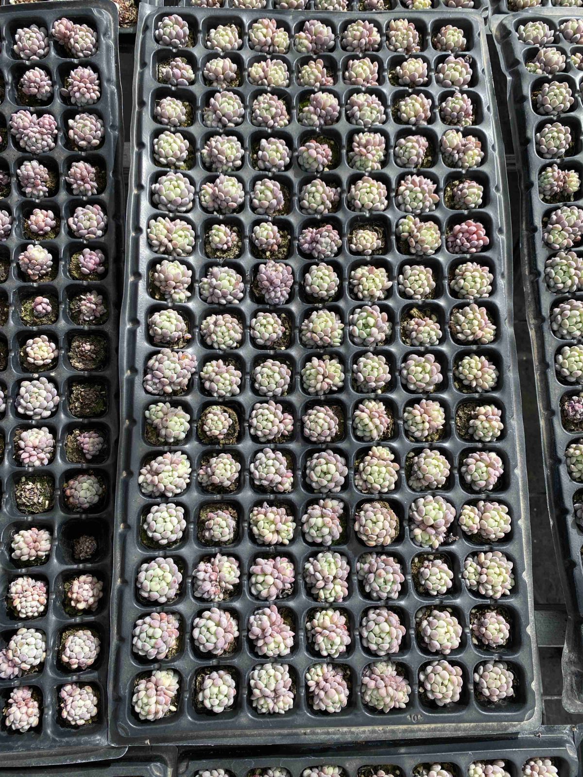 新発売 X6 モウズ 105苗セット 土と根付き 多肉植物 エケベリア 韓国苗