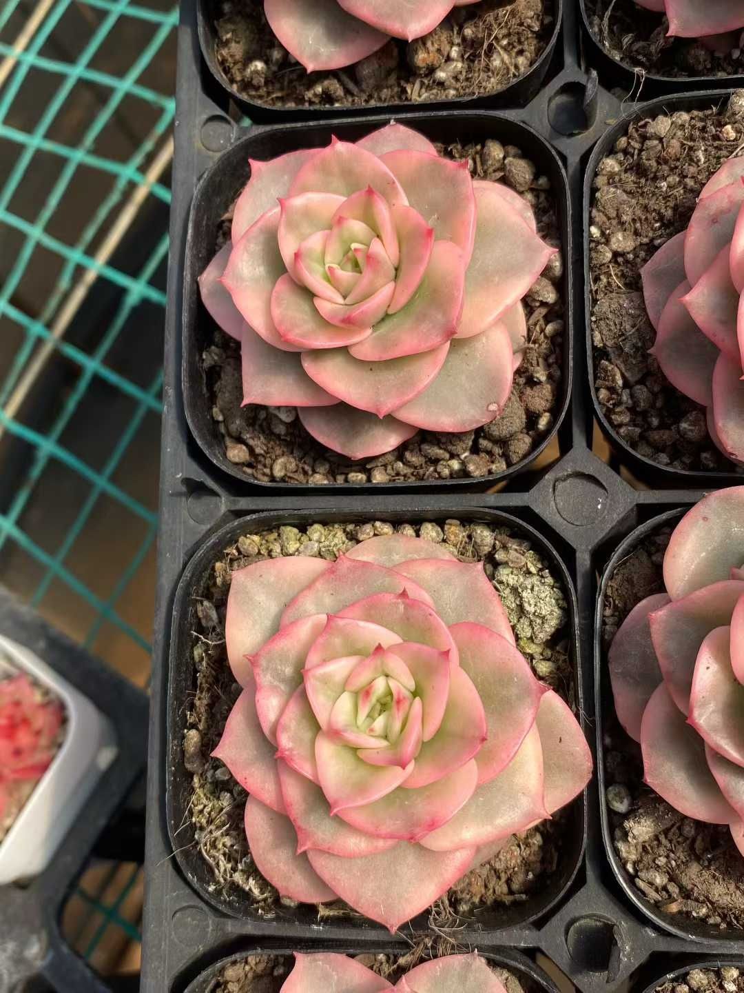 40株の抜き苗セット ロウボタンニシキ 多肉植物 佐川急便発送