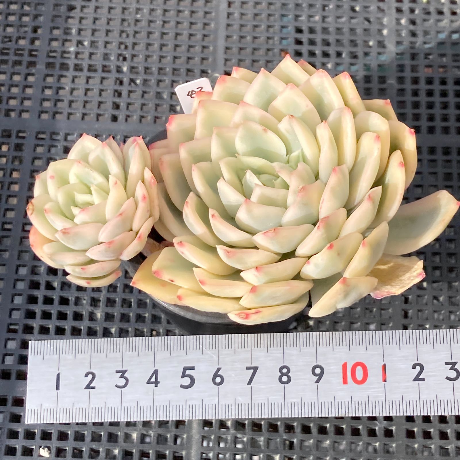 新入荷｜送料込】エケベリア 韓国苗 ムーンフェアリー錦 多肉植物