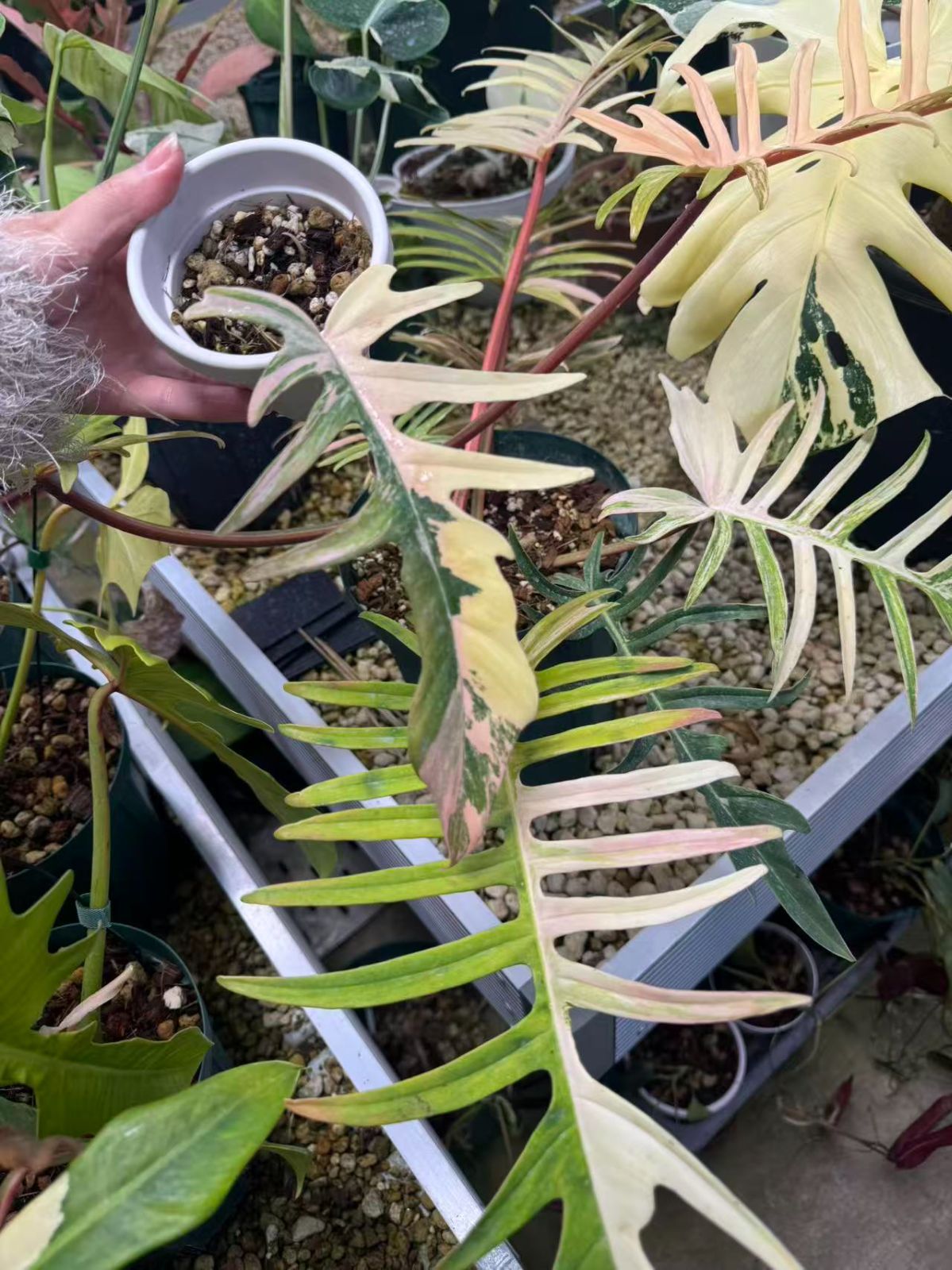 フィロデンドロンフロリダビューティーフィロデンドロン トータム