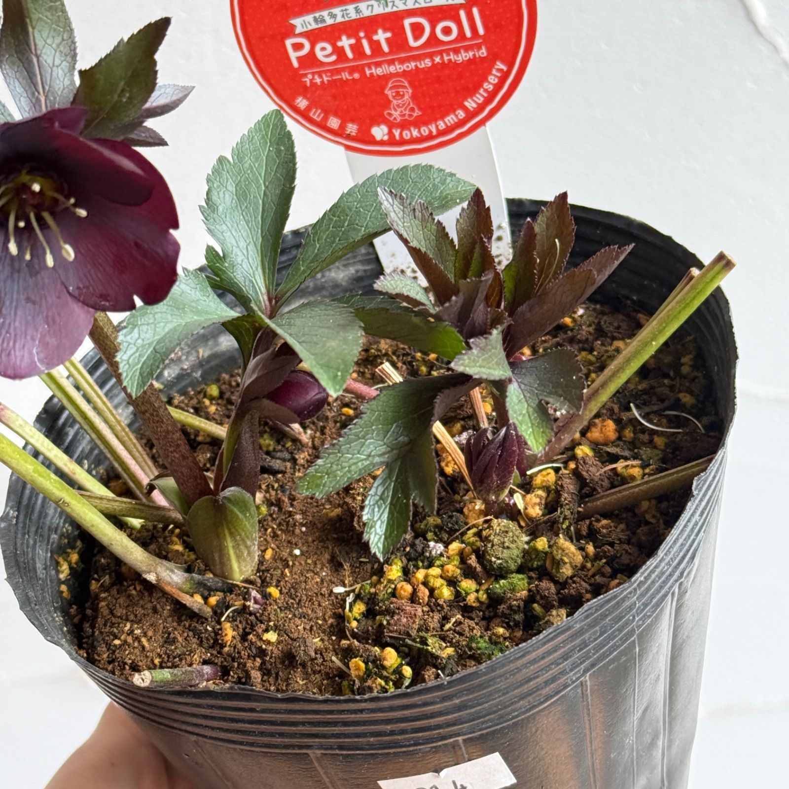 横山園芸】クリスマスローズ・プチドール 開花株 4.5号ラベル苗［個体