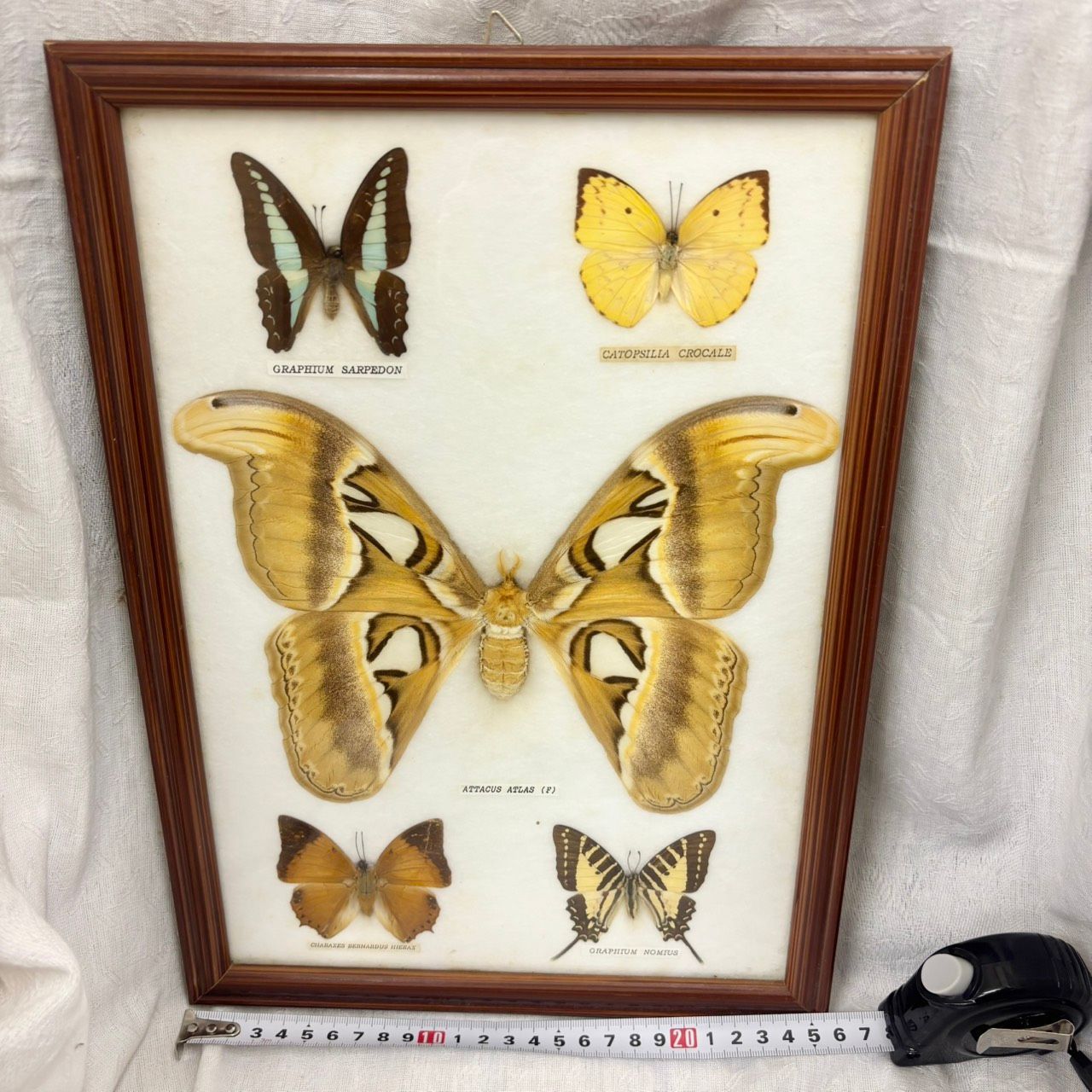 413 蝶 標本 額入り アトラスオオカブトガ 標本額 大型 Attacus atlas