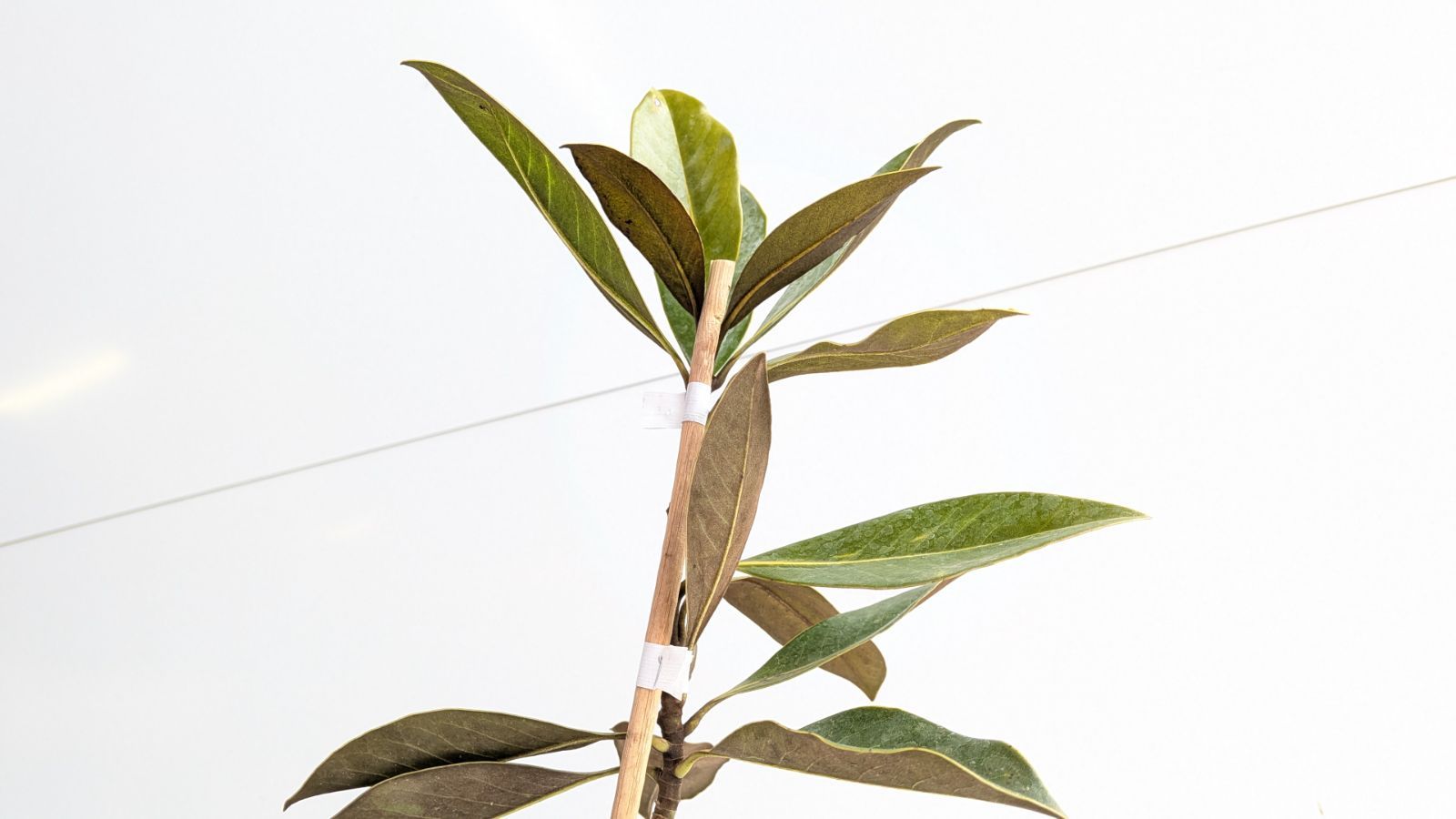 ③タイサンボク リトルジェム/10.5cmポット(画像の物をお送りいたし