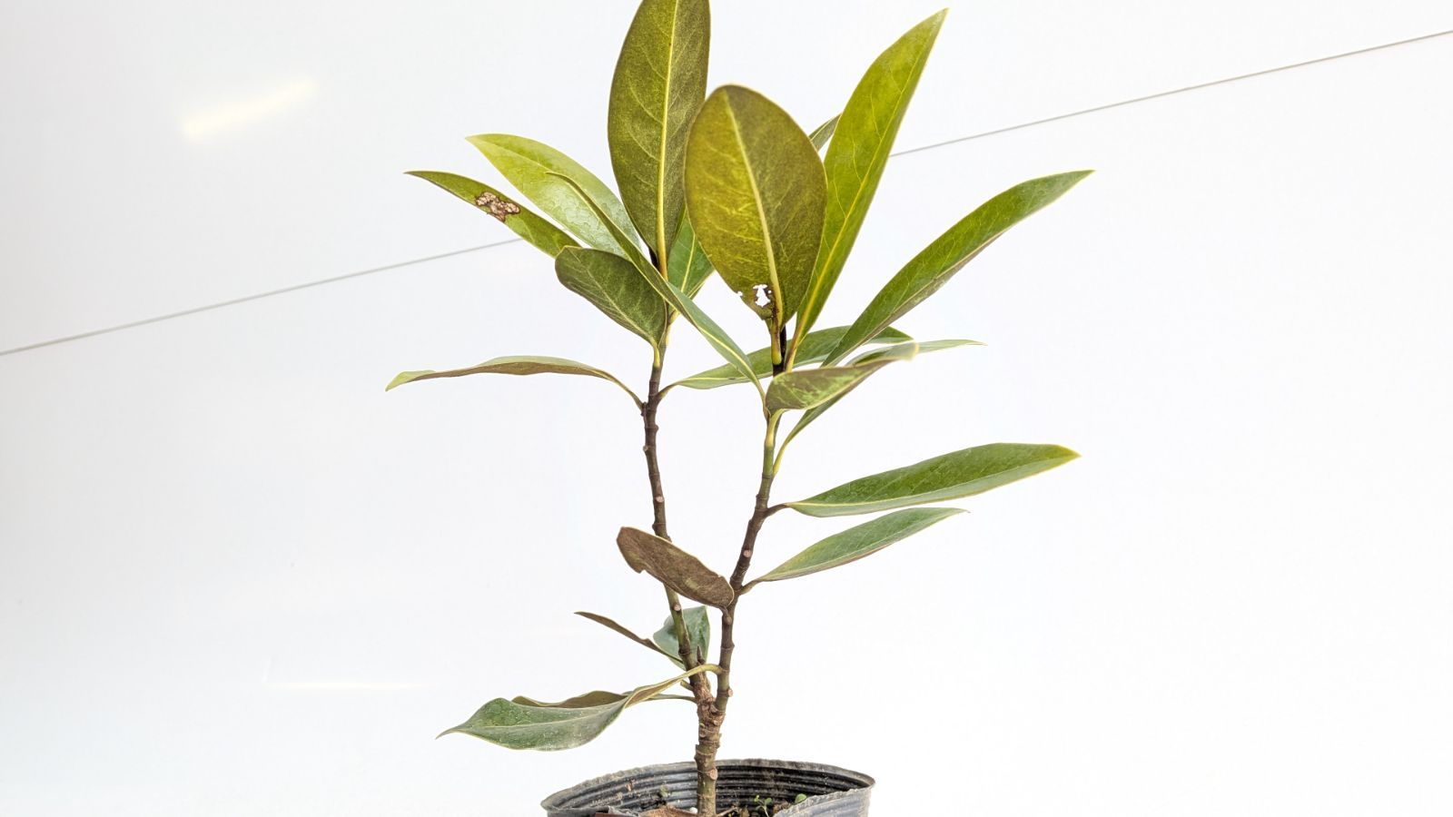 ⑤タイサンボク リトルジェム/10.5cmポット(画像の物をお送りいたし