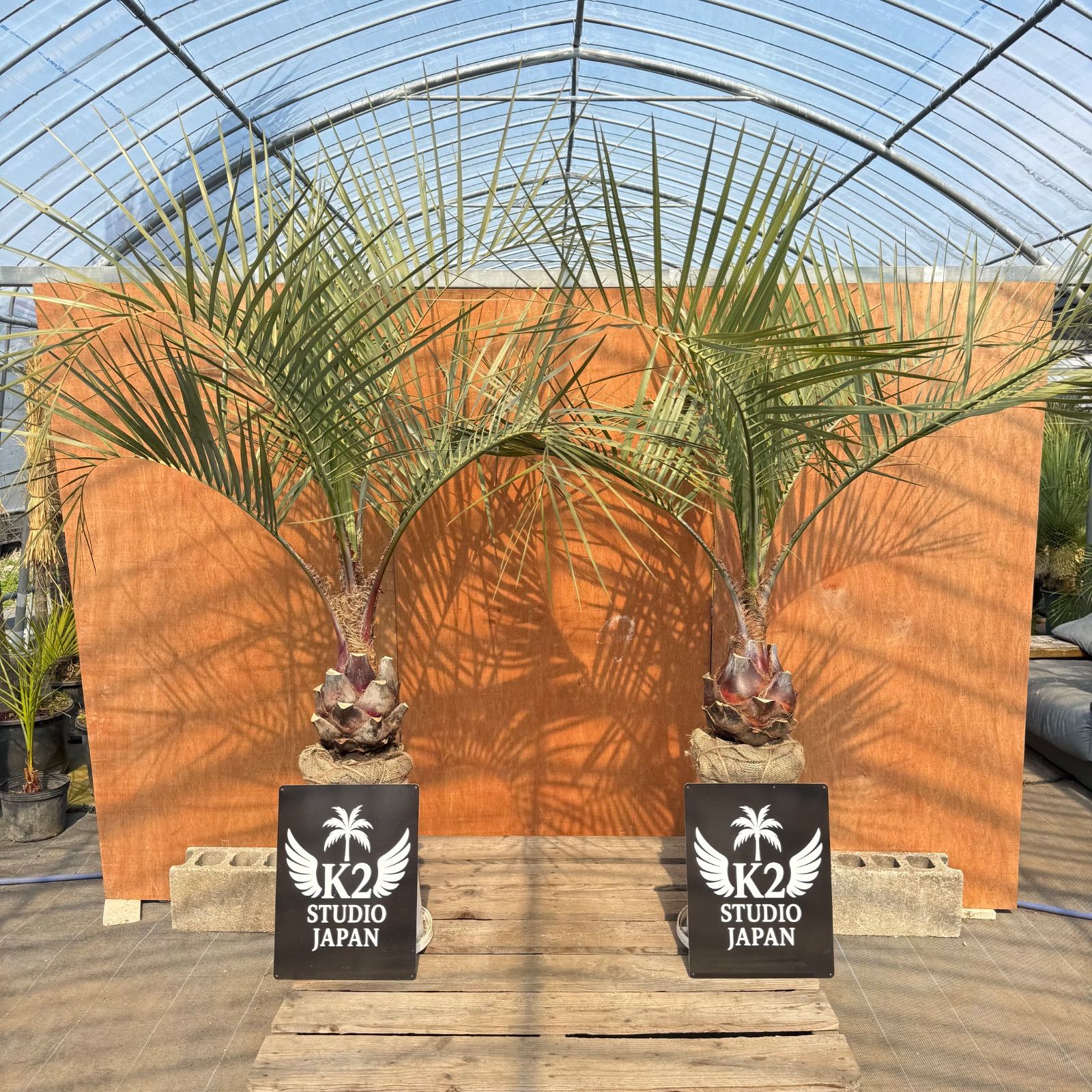 🌴ココスヤシ シルバーリーフ🌴【極太株／2本セット】 - メルカリ