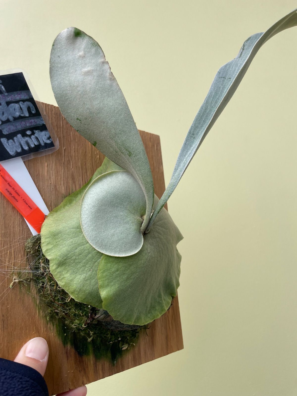 ビカクシダ ウィリンキーミスタースーダン×スノーホワイトP.Willinckii